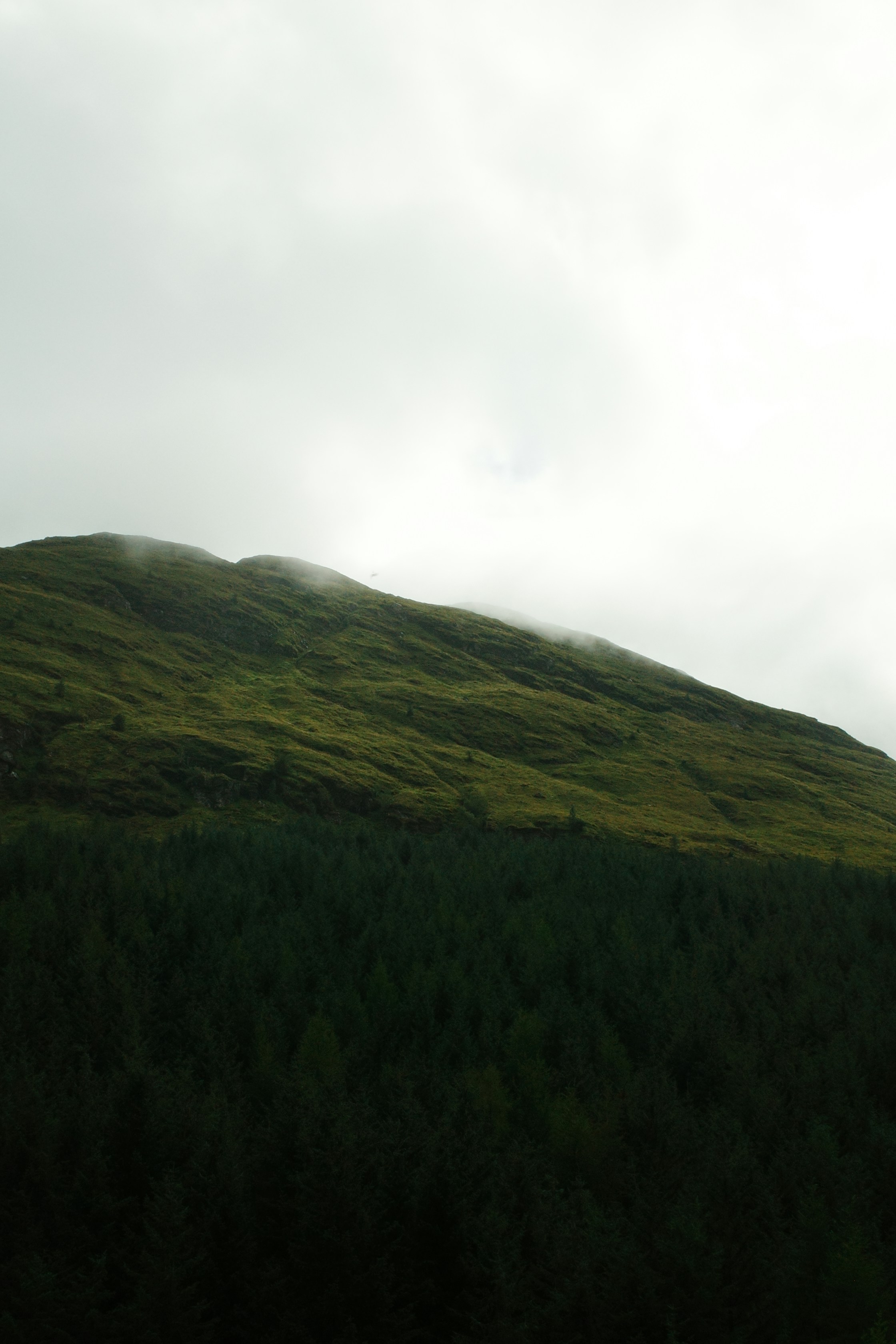 Green hillside with dark forest under cloudy sky
