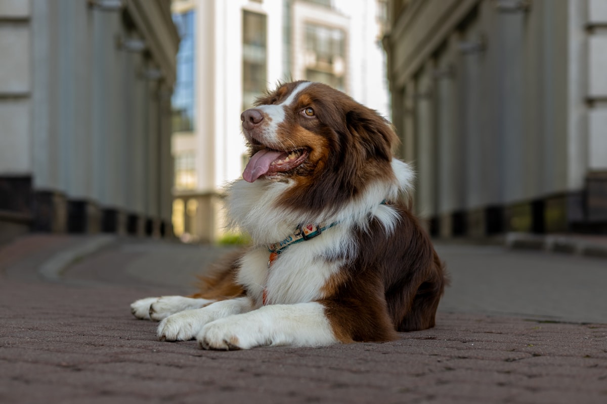 A golden retriever enjoying a sunny day