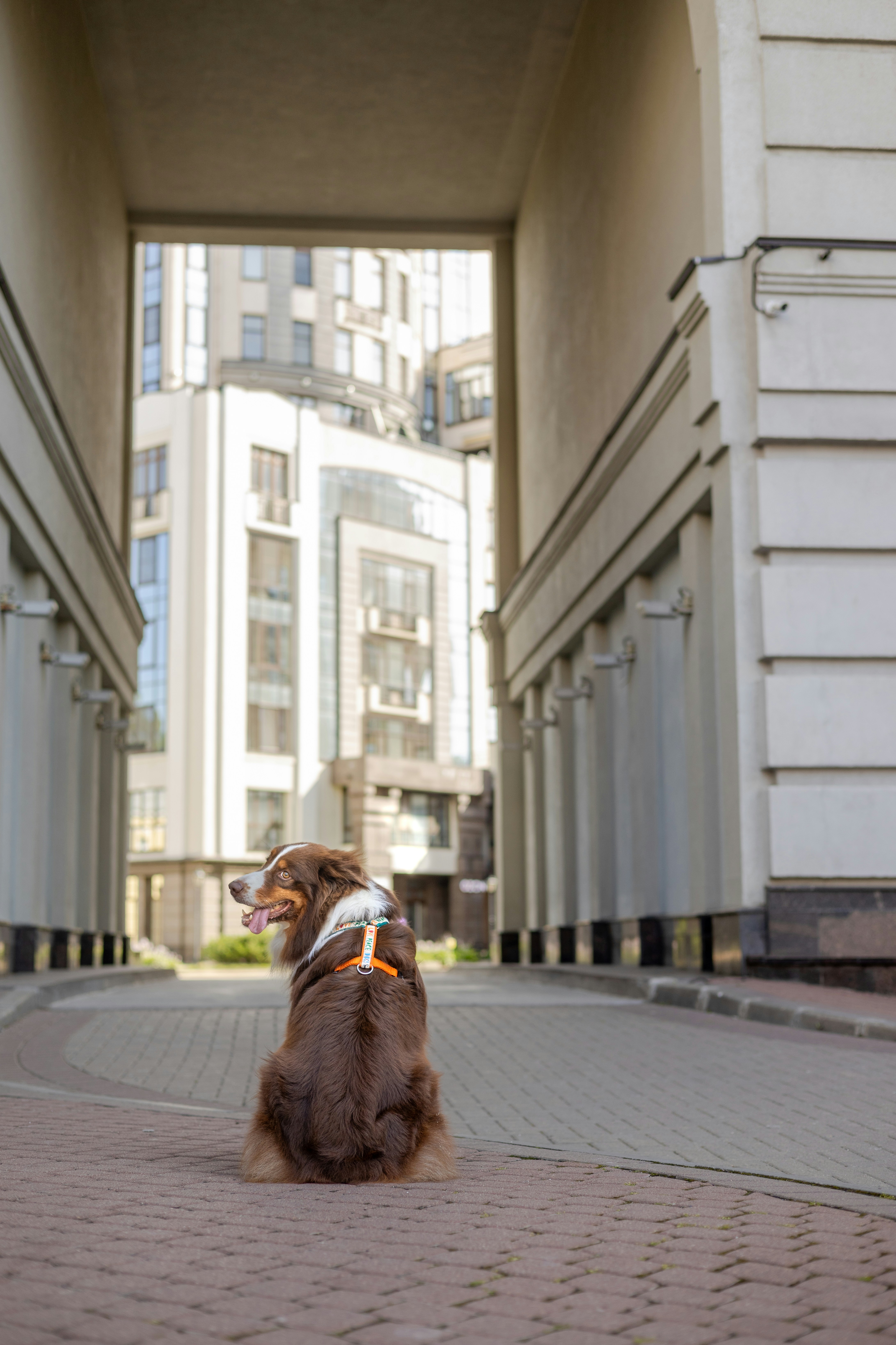 A brown dog sits on a brick path between buildings.