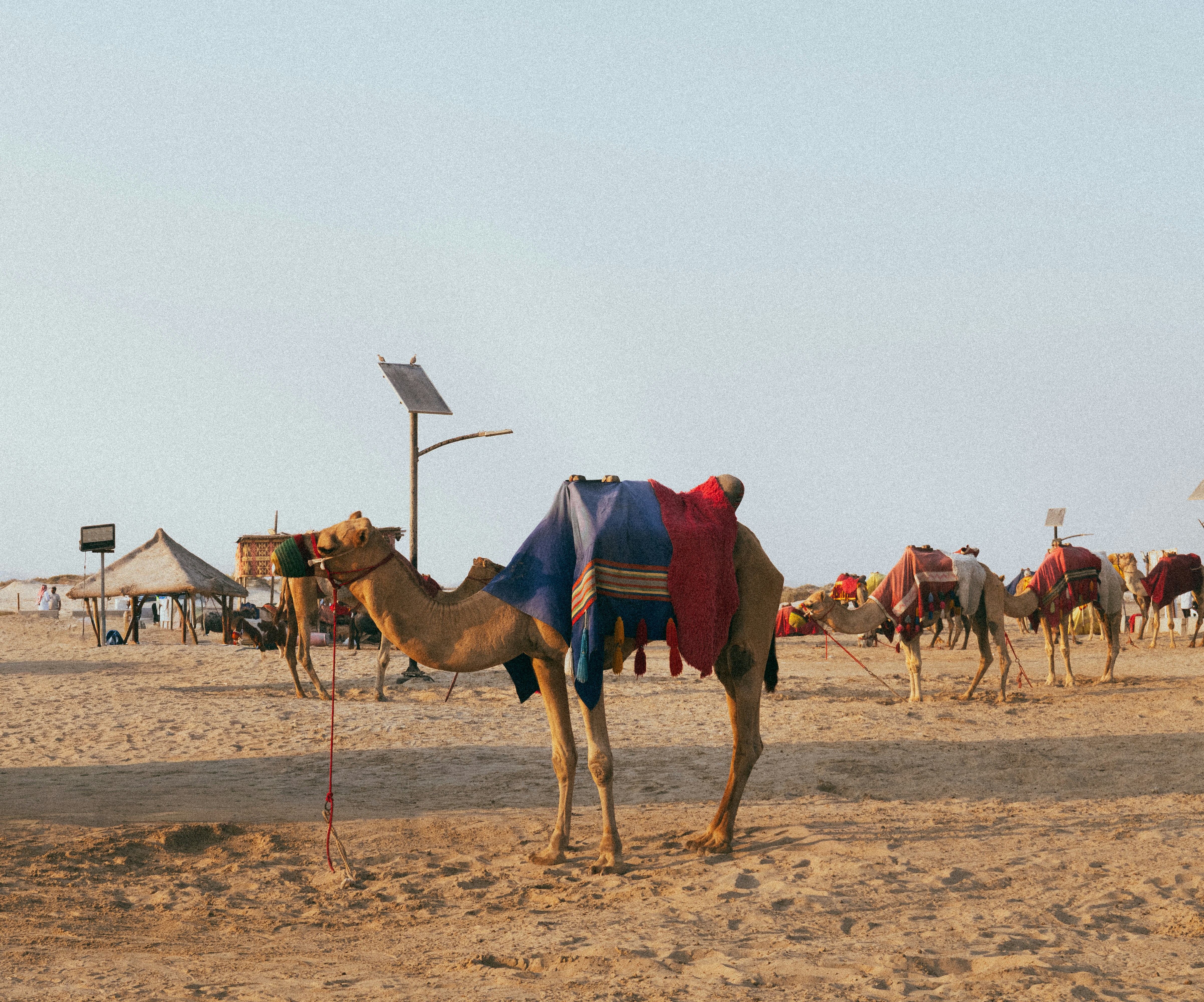 A pastel colored sunset with camels. Camel camp on Sealine Beach Road in Mesaieed, where visitors book short rides before dune bashing and Inland Sea trips.