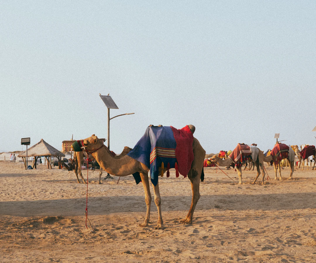 29-Day Africa & Oceania Budget Rail Itinerary
