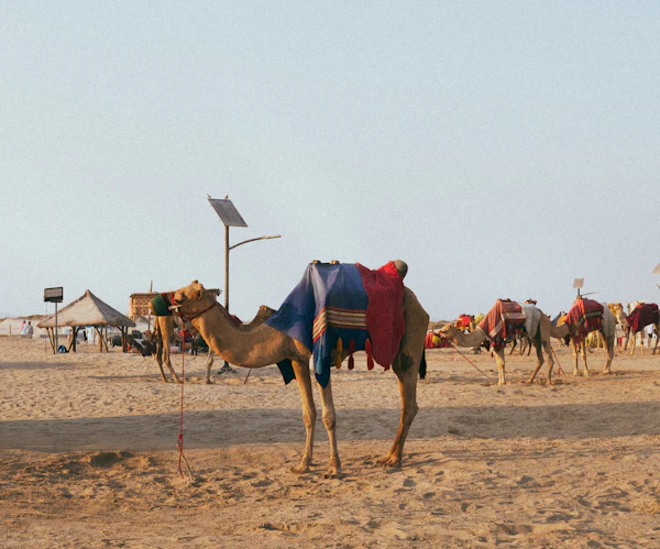 Camel caravan crossing the Sahara at sunset