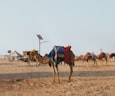 Desert Safari