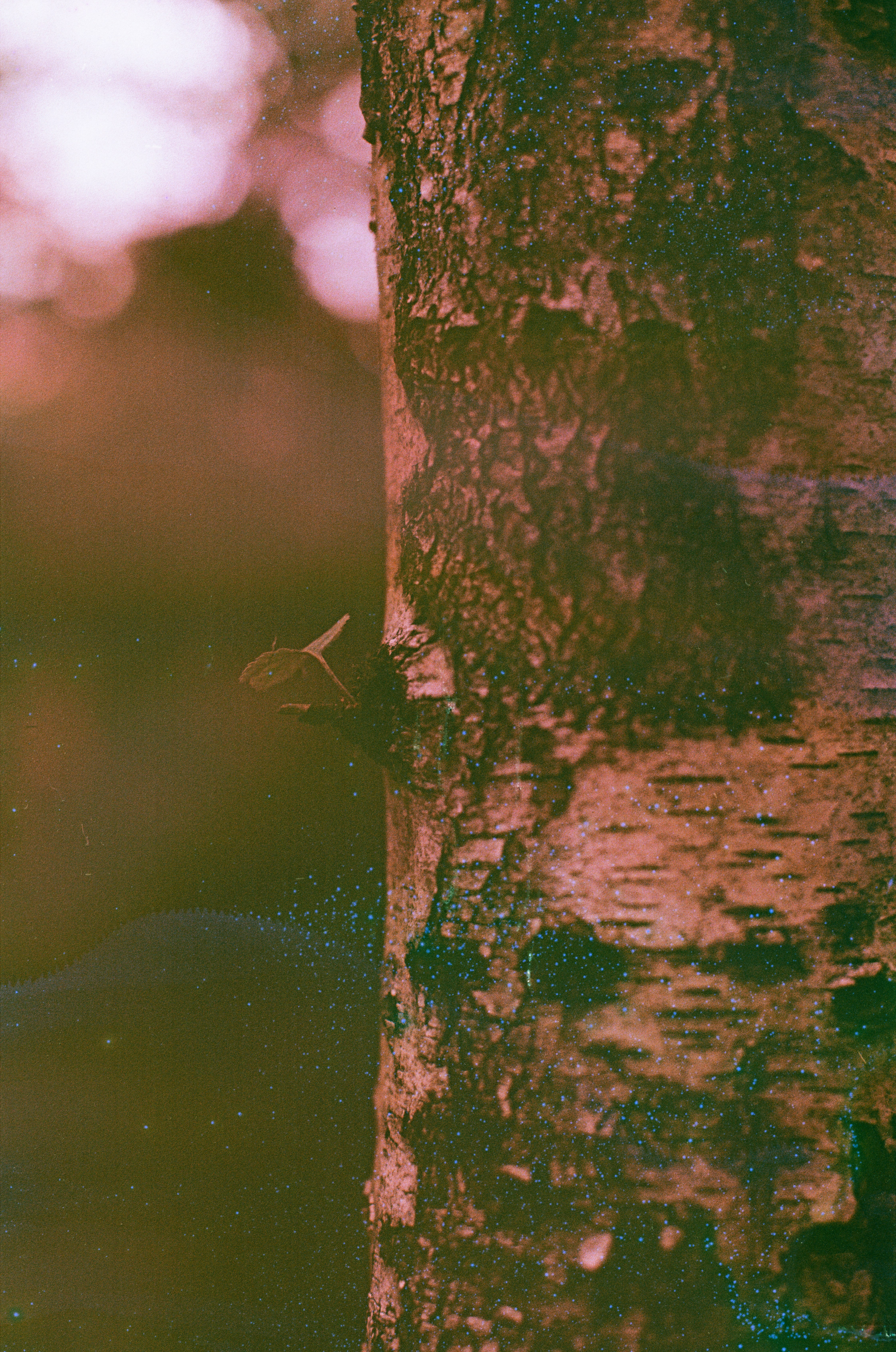 Photo by tanyabarrow