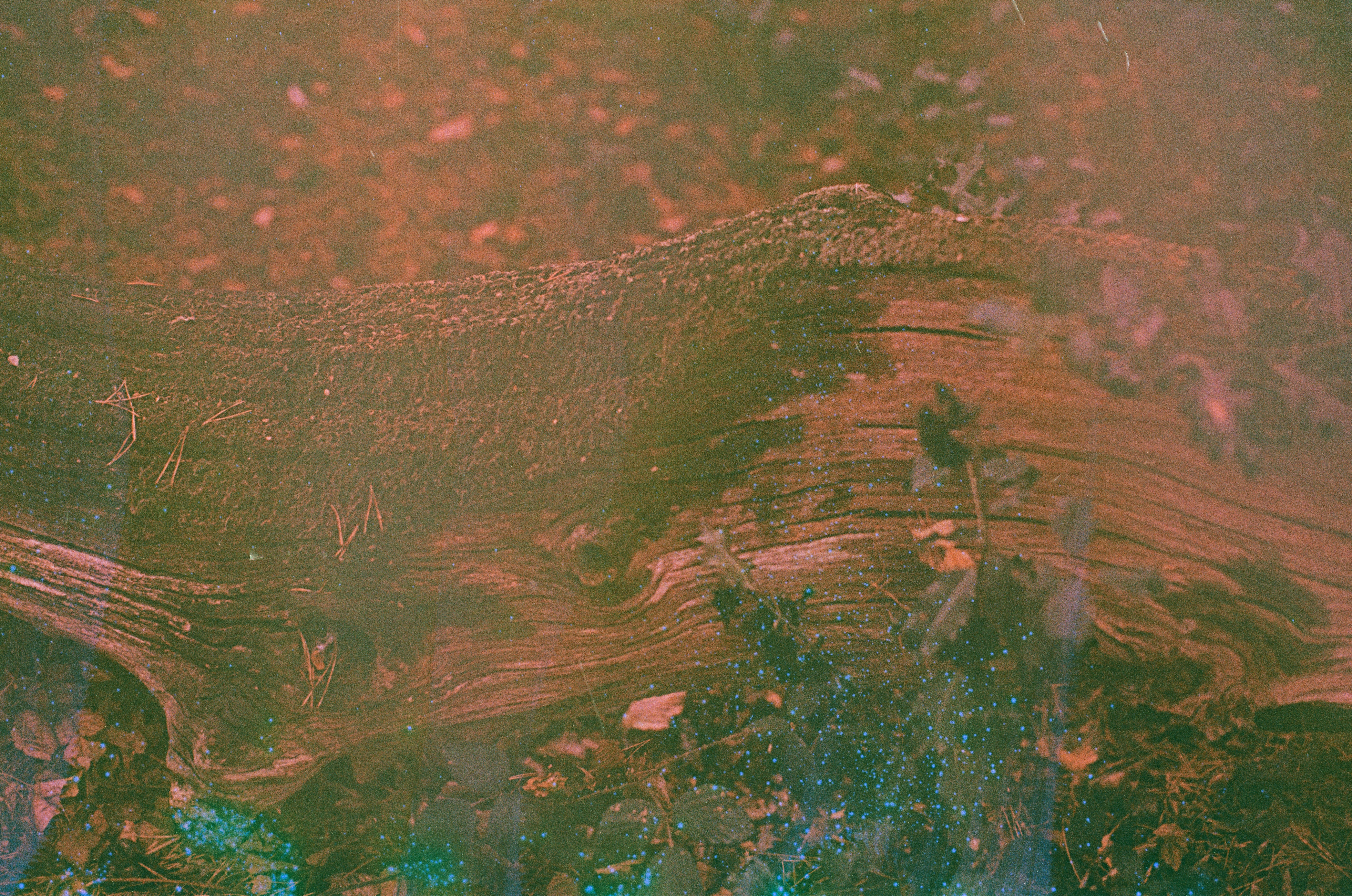 Photo by tanyabarrow