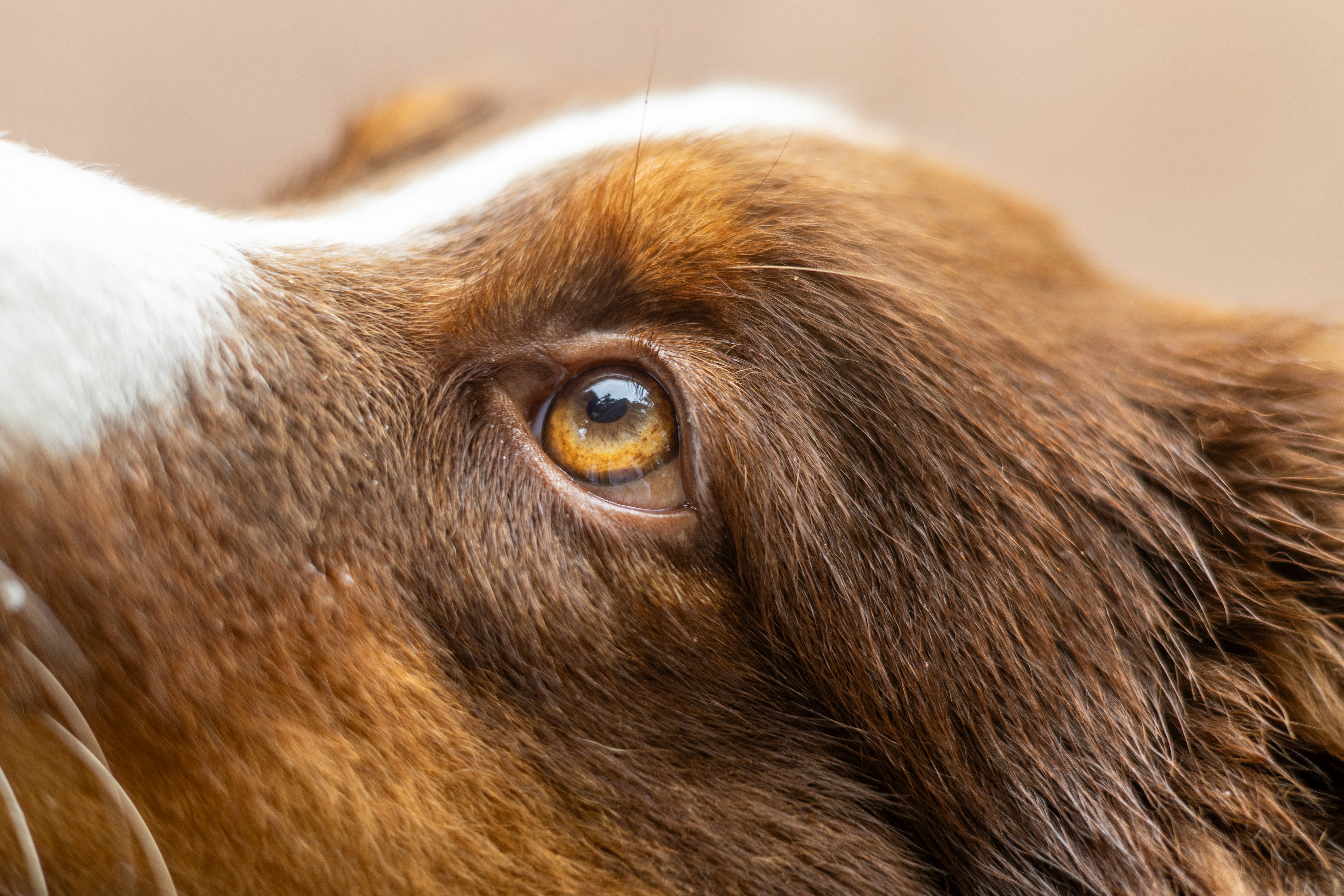 Close-up of a brown dog's eye and fur