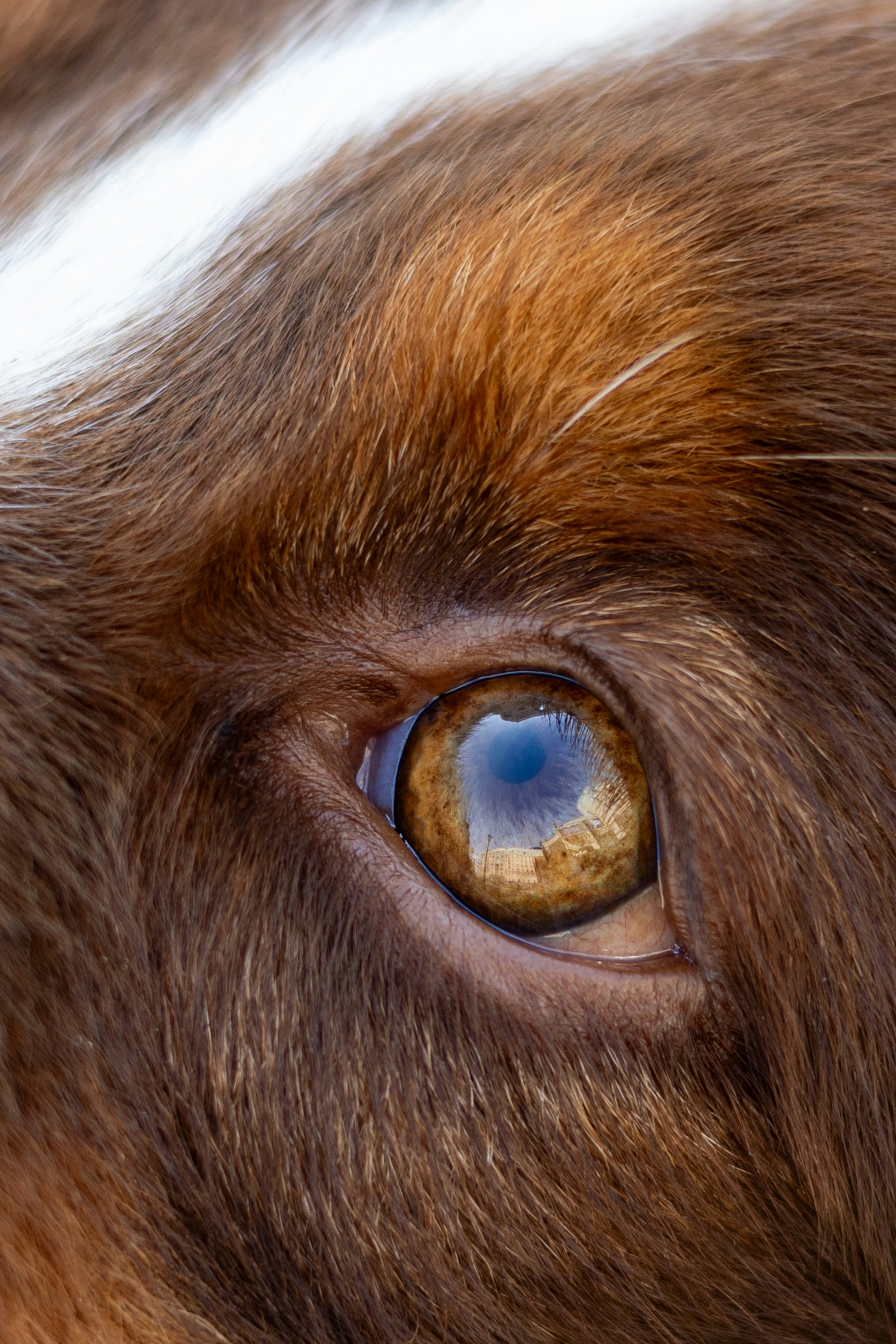 Close-up of a brown dog's eye and white fur eye