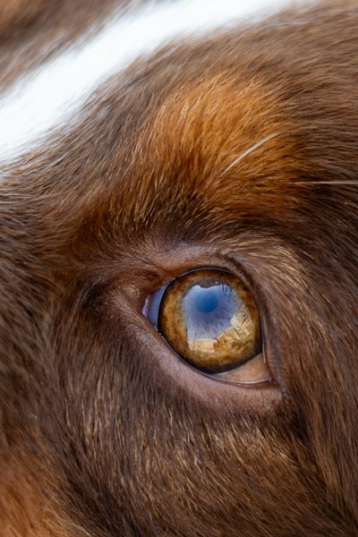 Oftalmología Veterinaria