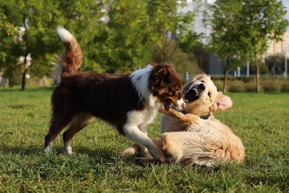 Dos perros jugando en el pasto