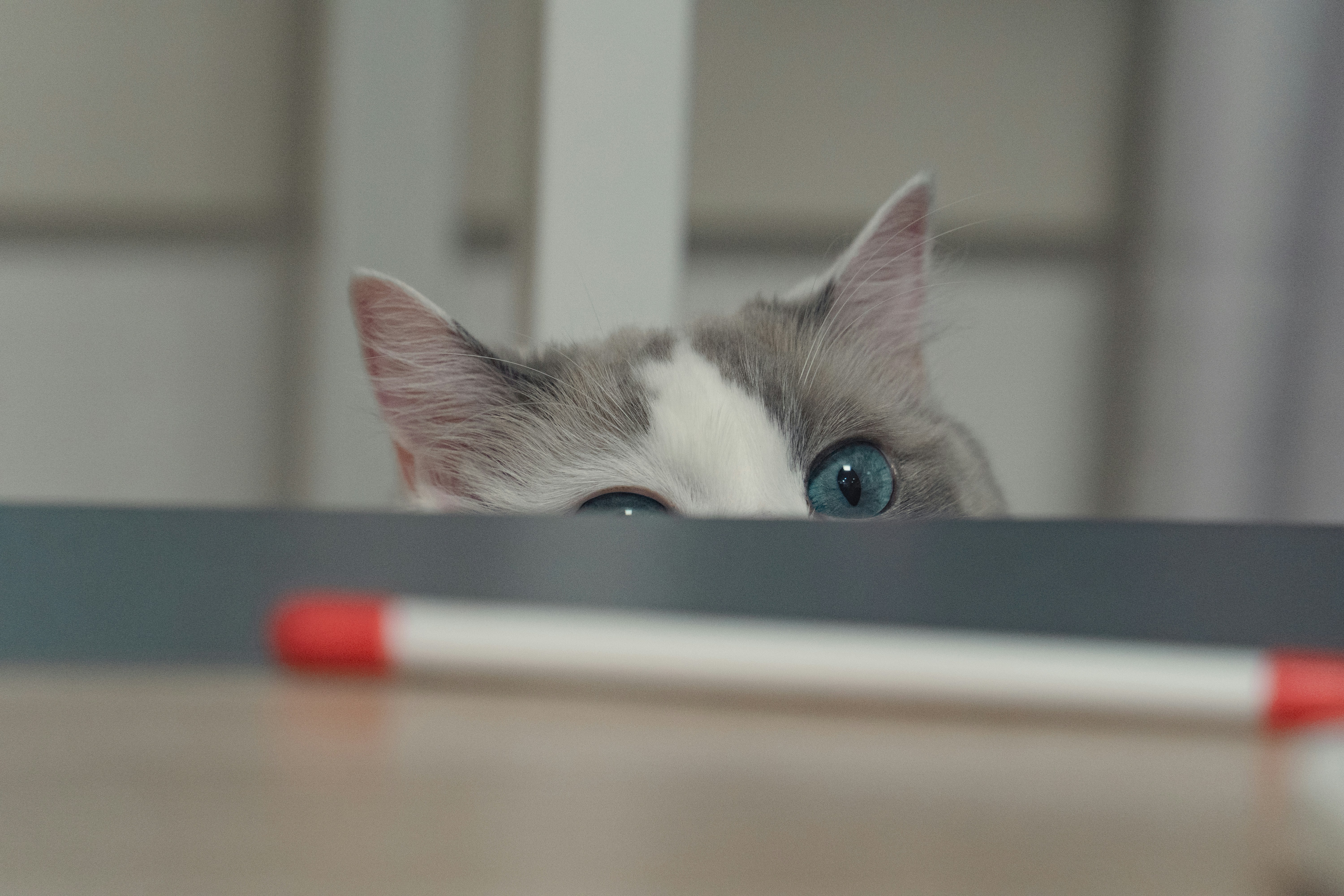 A curious cat peeking over a surface.