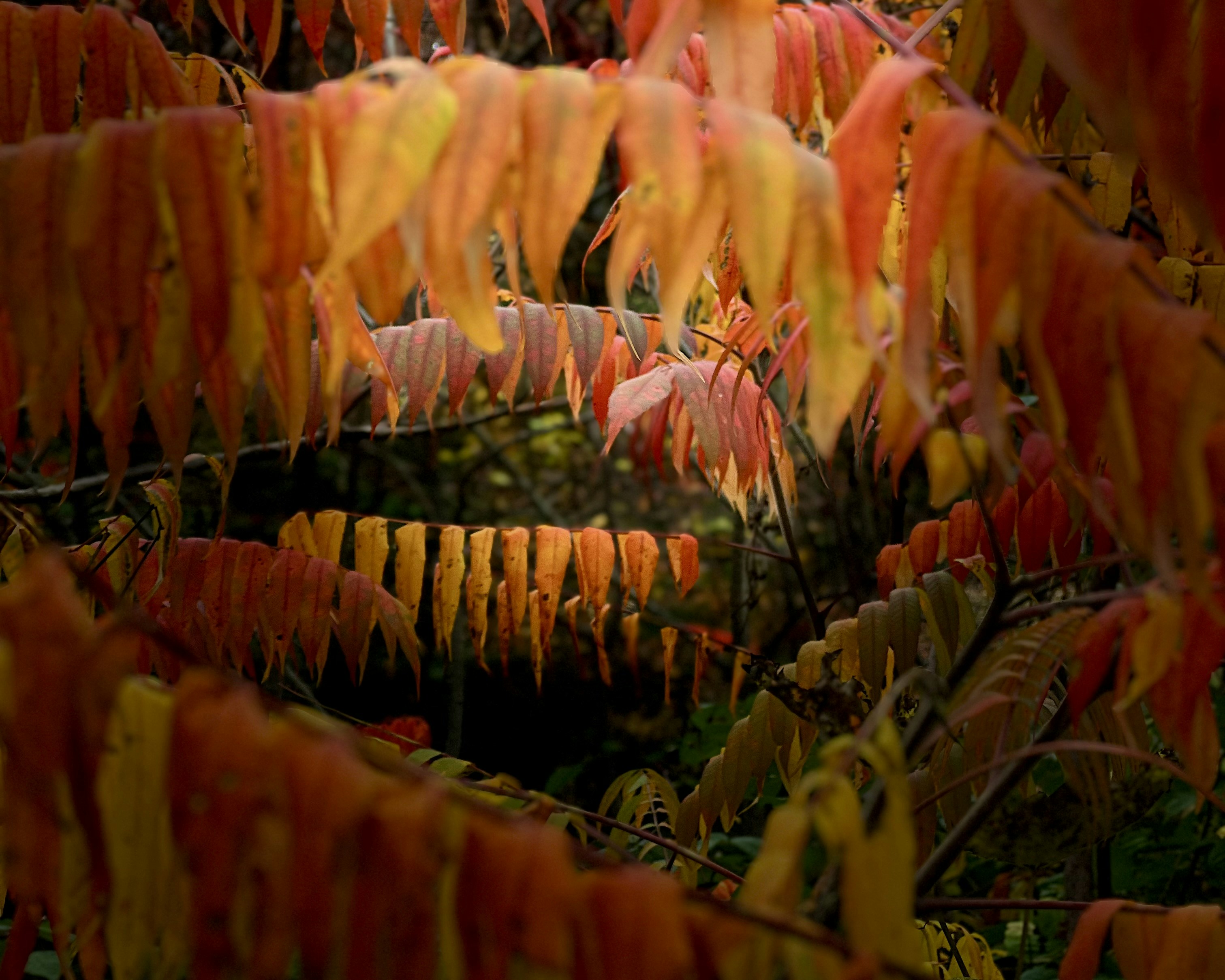 Le foglie autunnali si vestono di vivaci tonalità di arancio e rosso.
