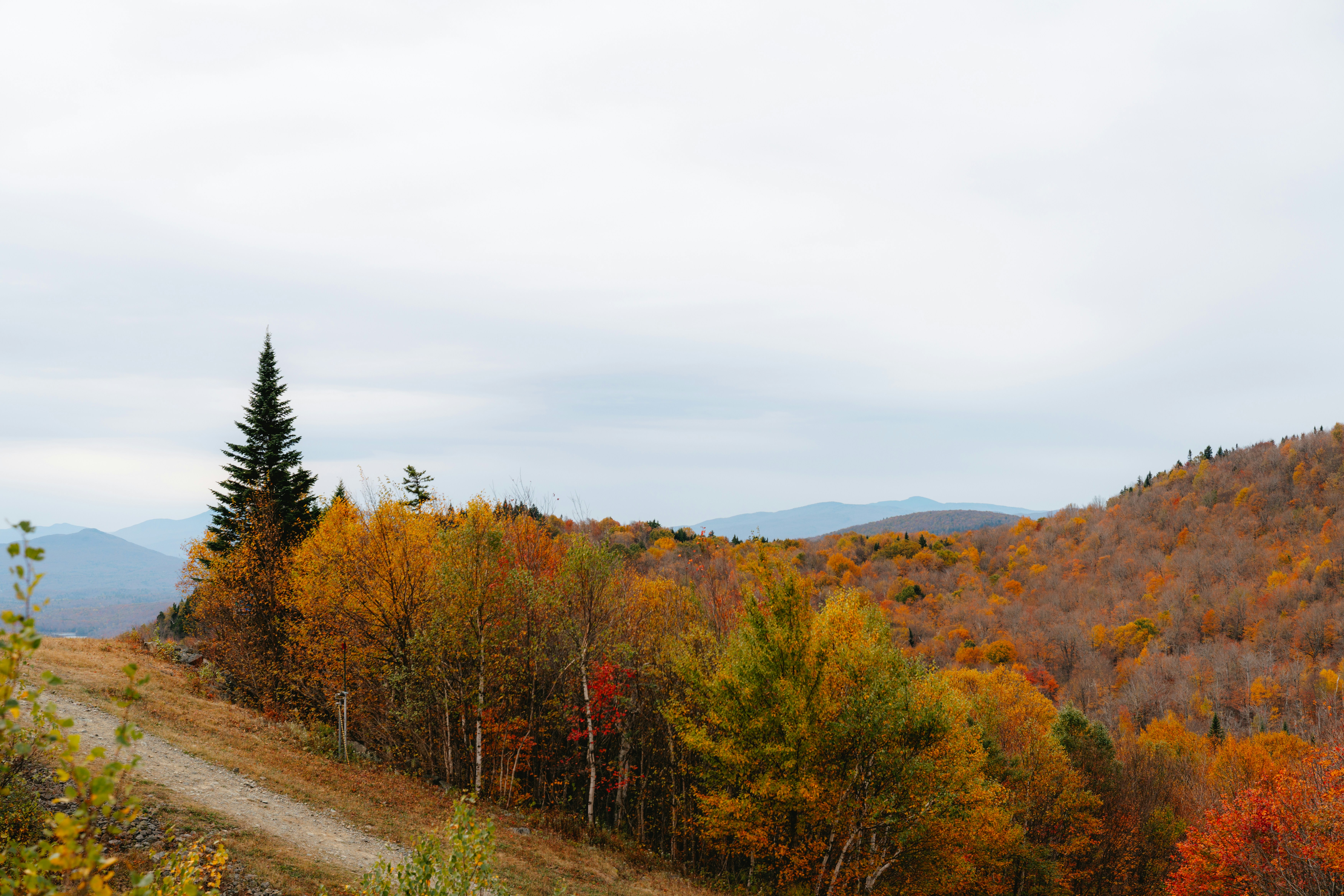 Autumn trees on a hillside under a cloudy sky