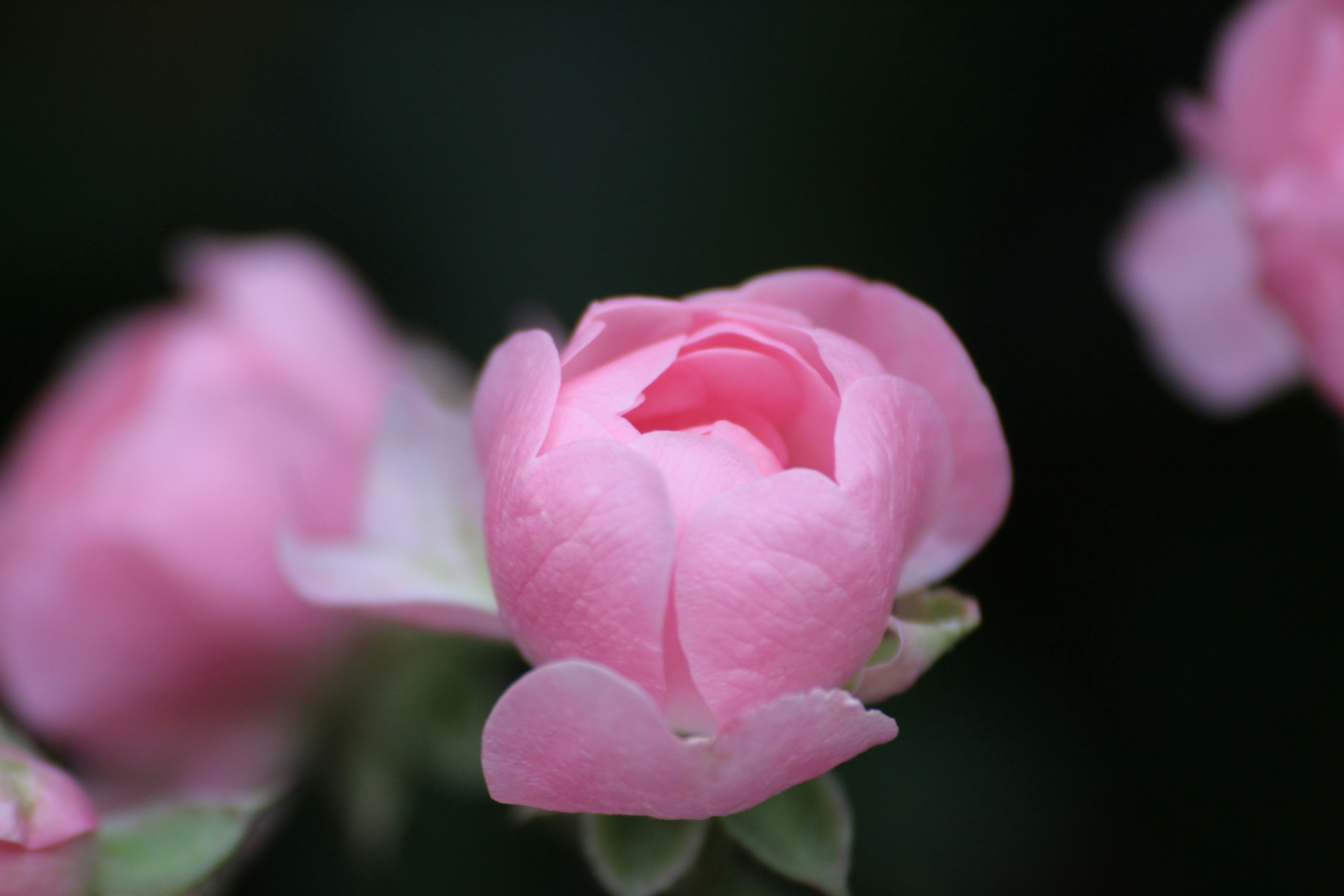 Scented Microbundles and Photo‑Print Stations: The New Currency for Independent Romantic Gift Shops in 2026