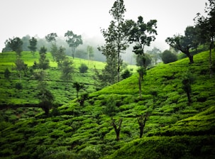 Lush green tea plantation on a misty hillside.