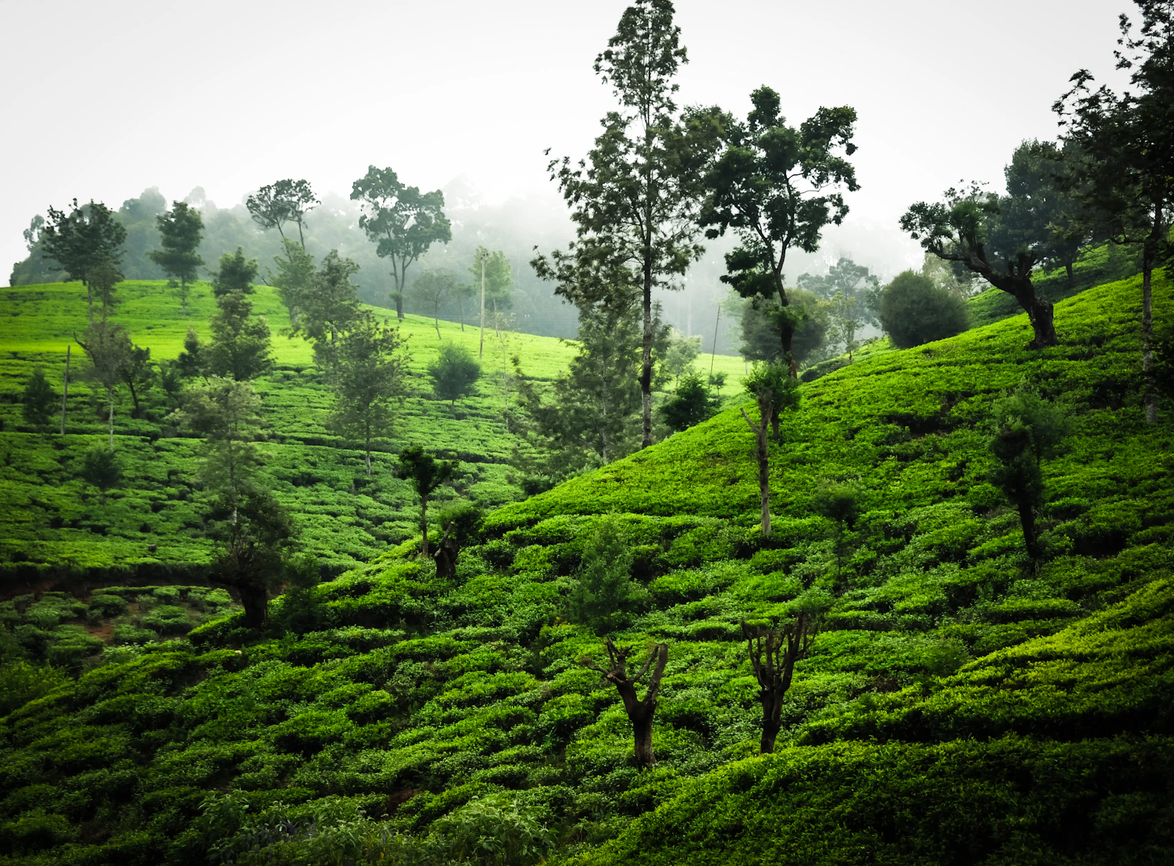 Misty green tea fields covering the hills near Nuwara Eliya in Sri Lanka