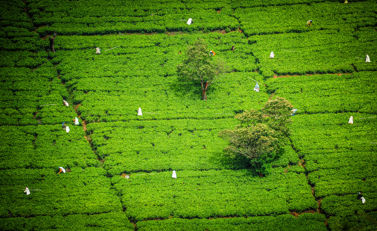 Aerial view of a lush green tea plantation