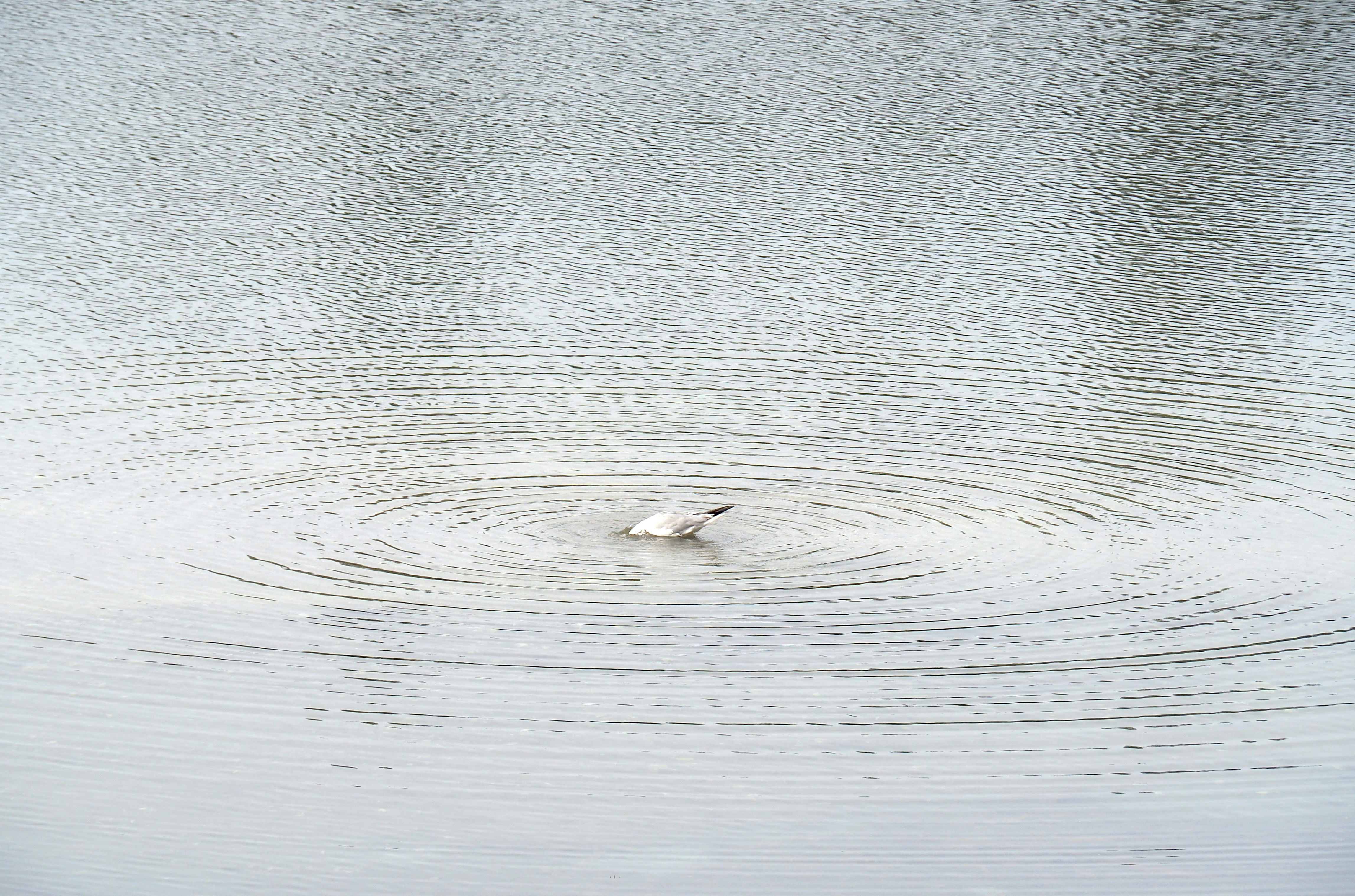 A small bird dips its head into the water.