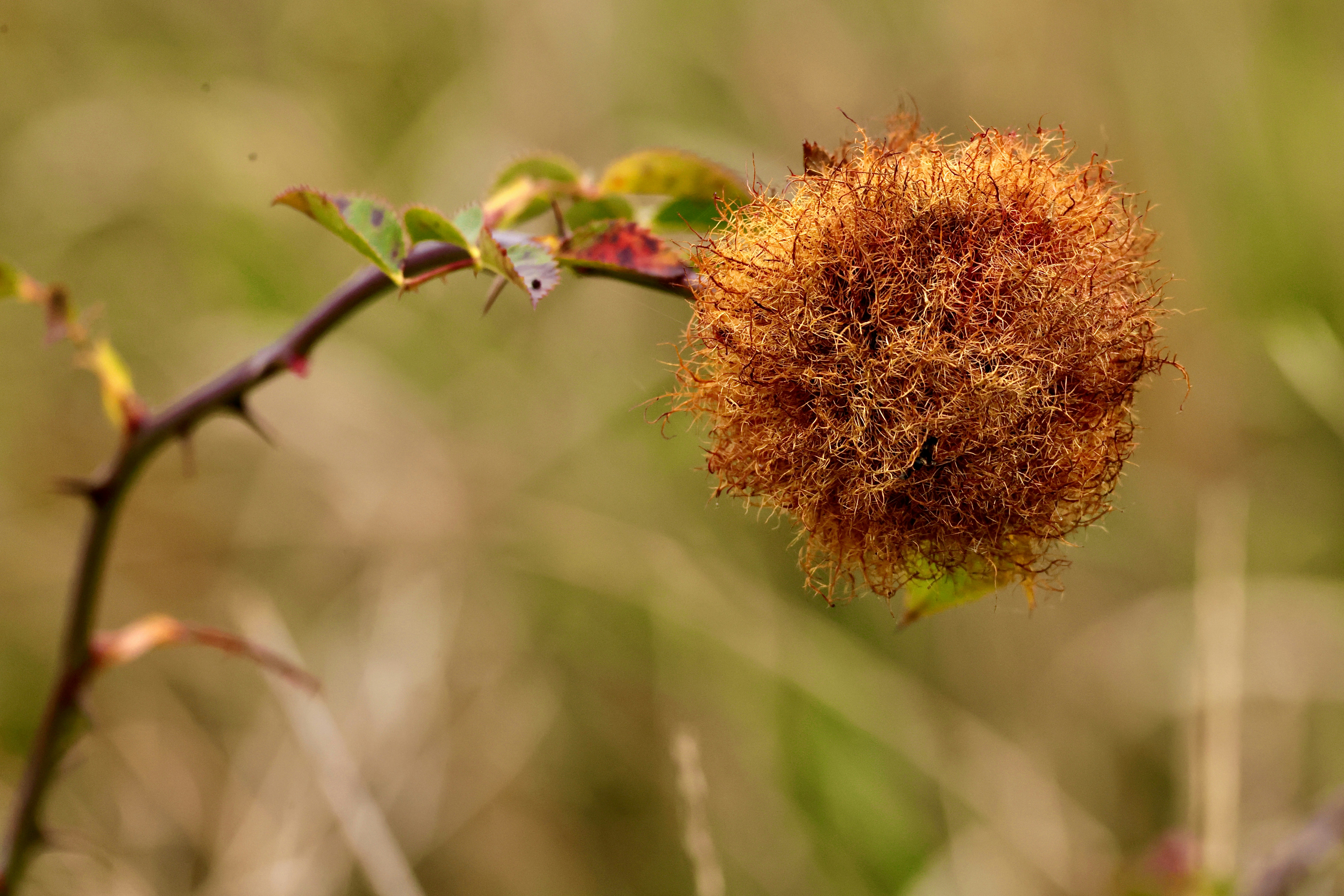 A spiky branch with a round, textured growth.