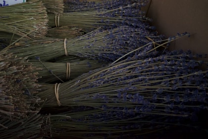 Campos de lavanda em flor na Provença francesa