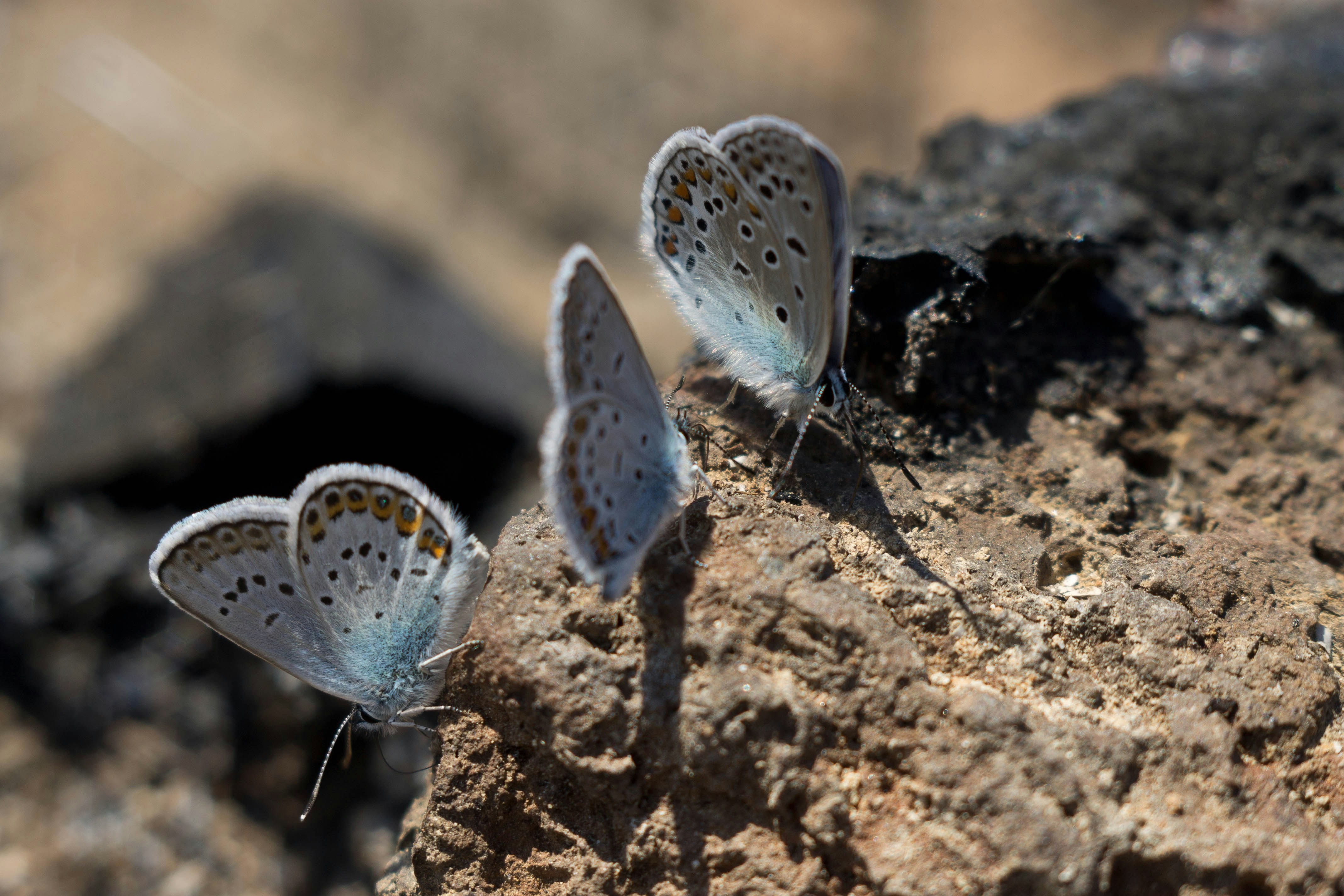 Tre piccole farfalle blu su un terreno ruvido