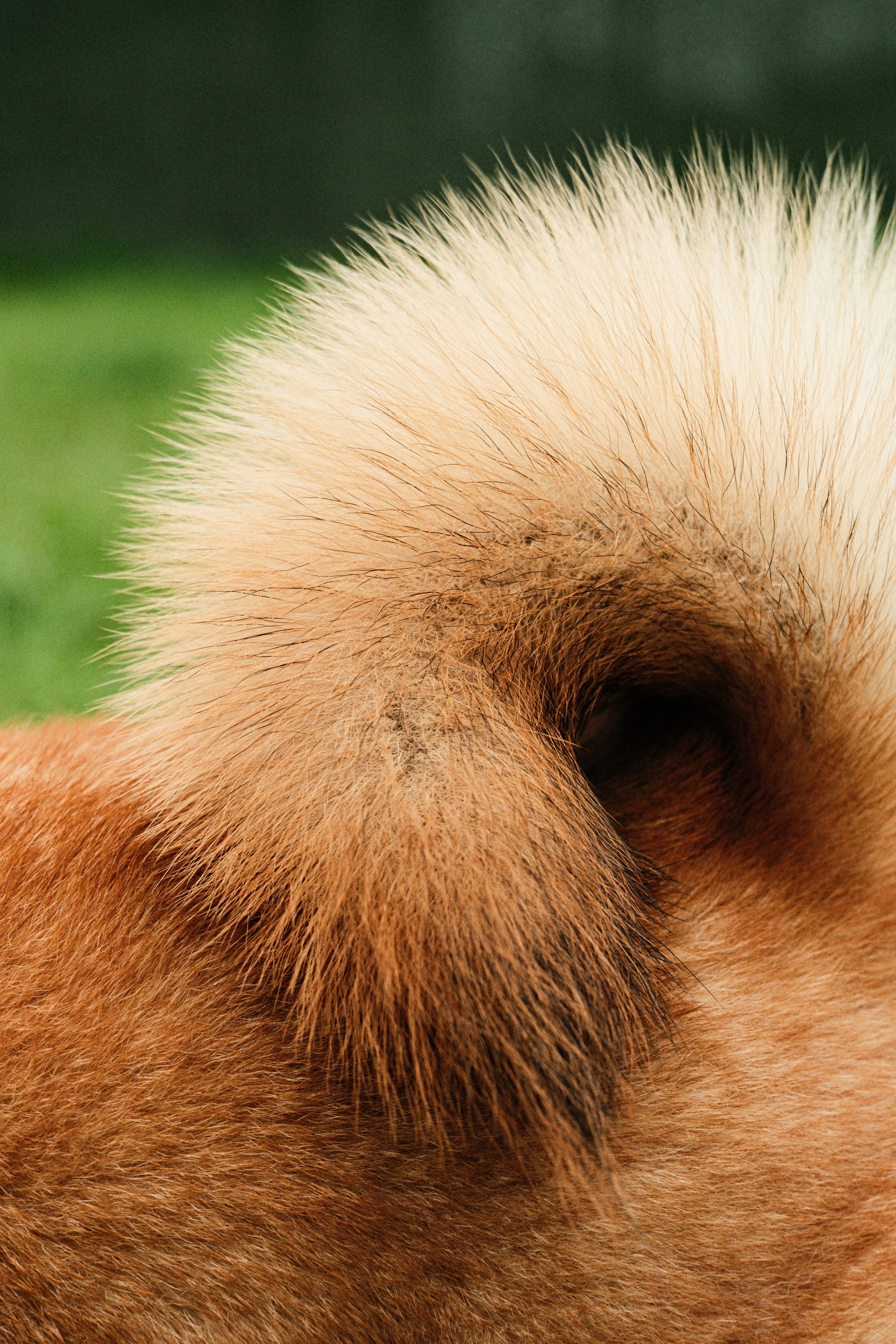 꼬똥 드 툴레아 견종 특징 및 미용법 이미지1