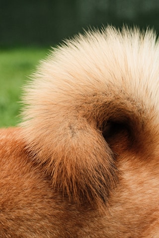 dogAdvisor | dog Advisor | dogadvisor.dog | dog Advisor