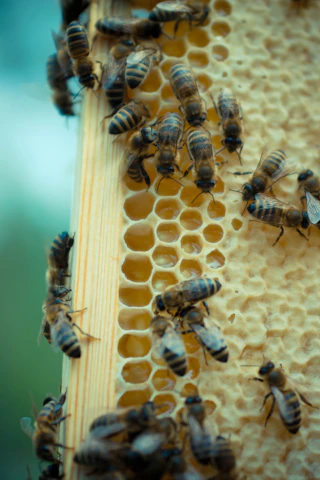 Raw Honeycomb