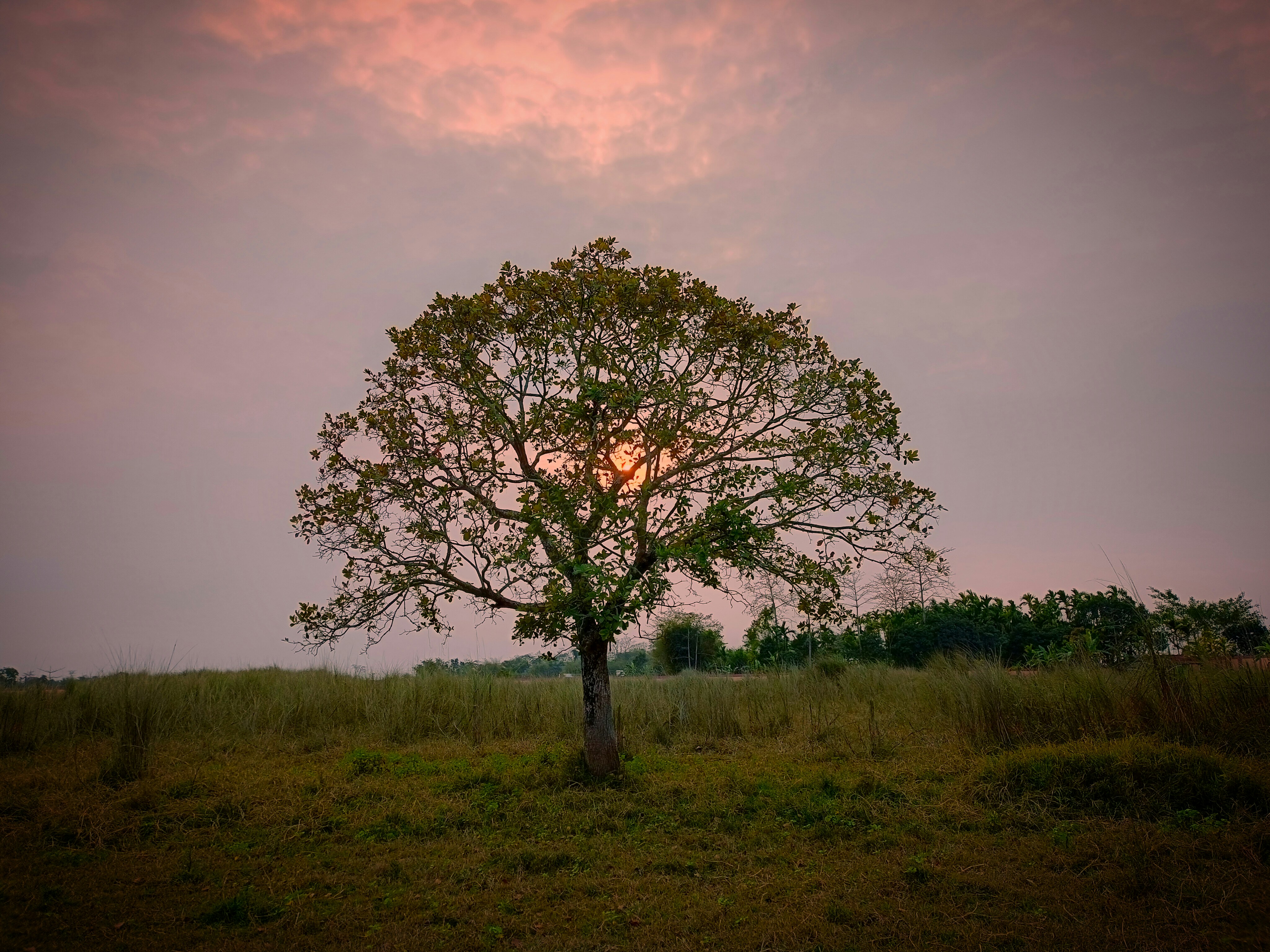 Photo by sudeshnadutta