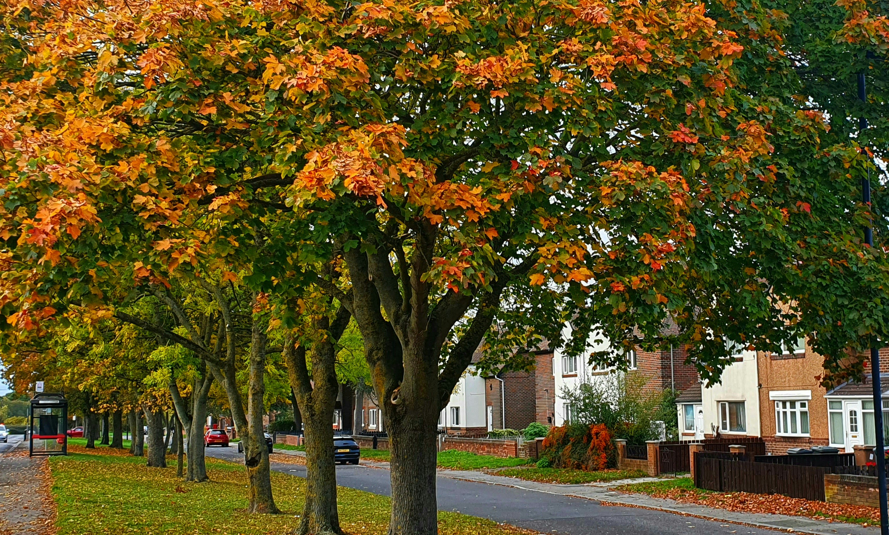 Autumn trees line a suburban street with houses.