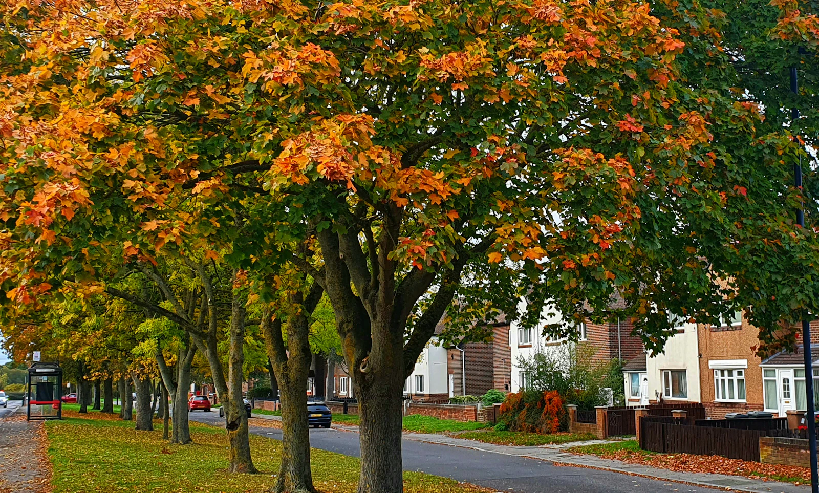 A residential street under trees turning orange in autumn.