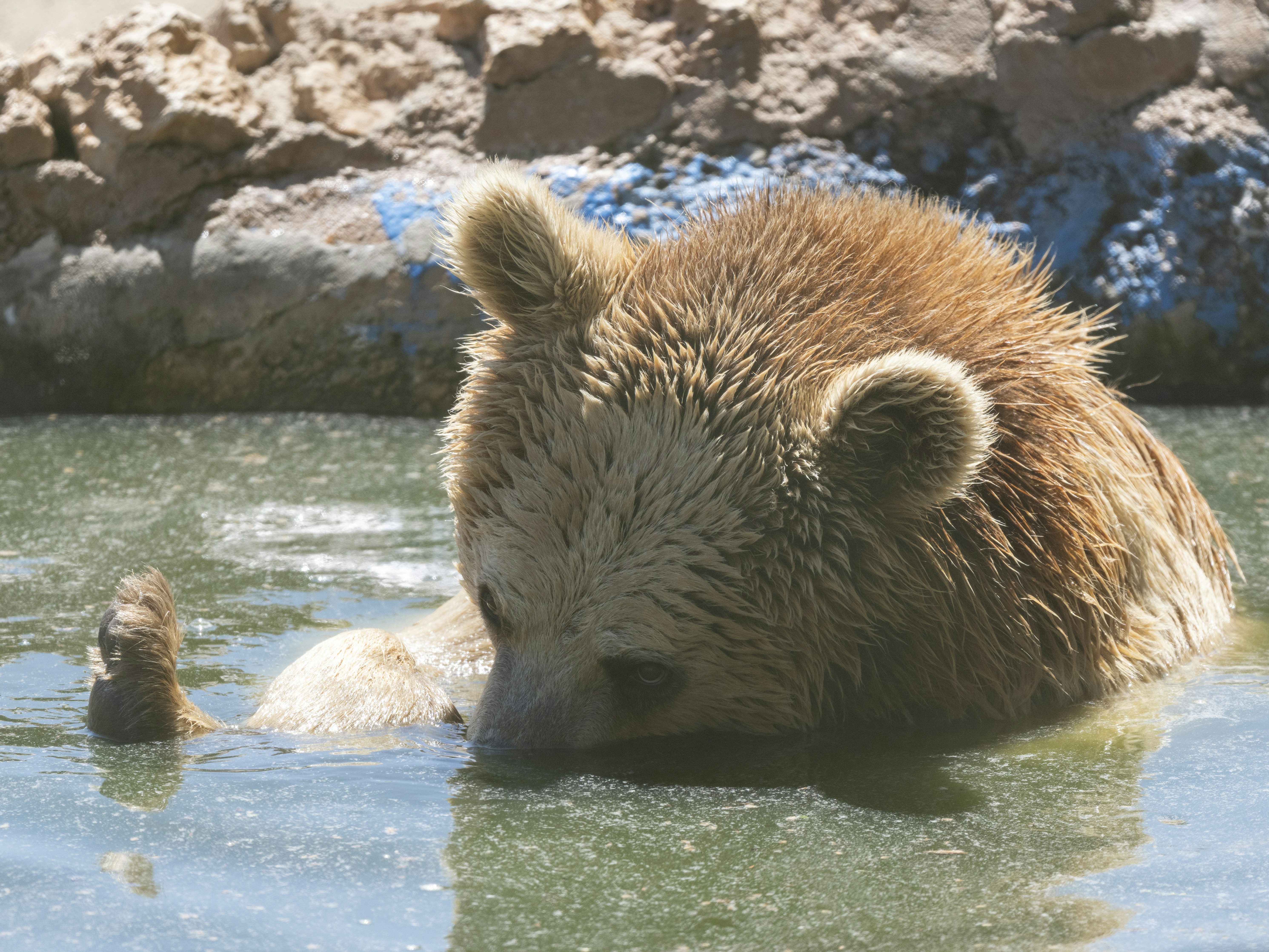 A brown bear rests in shallow water