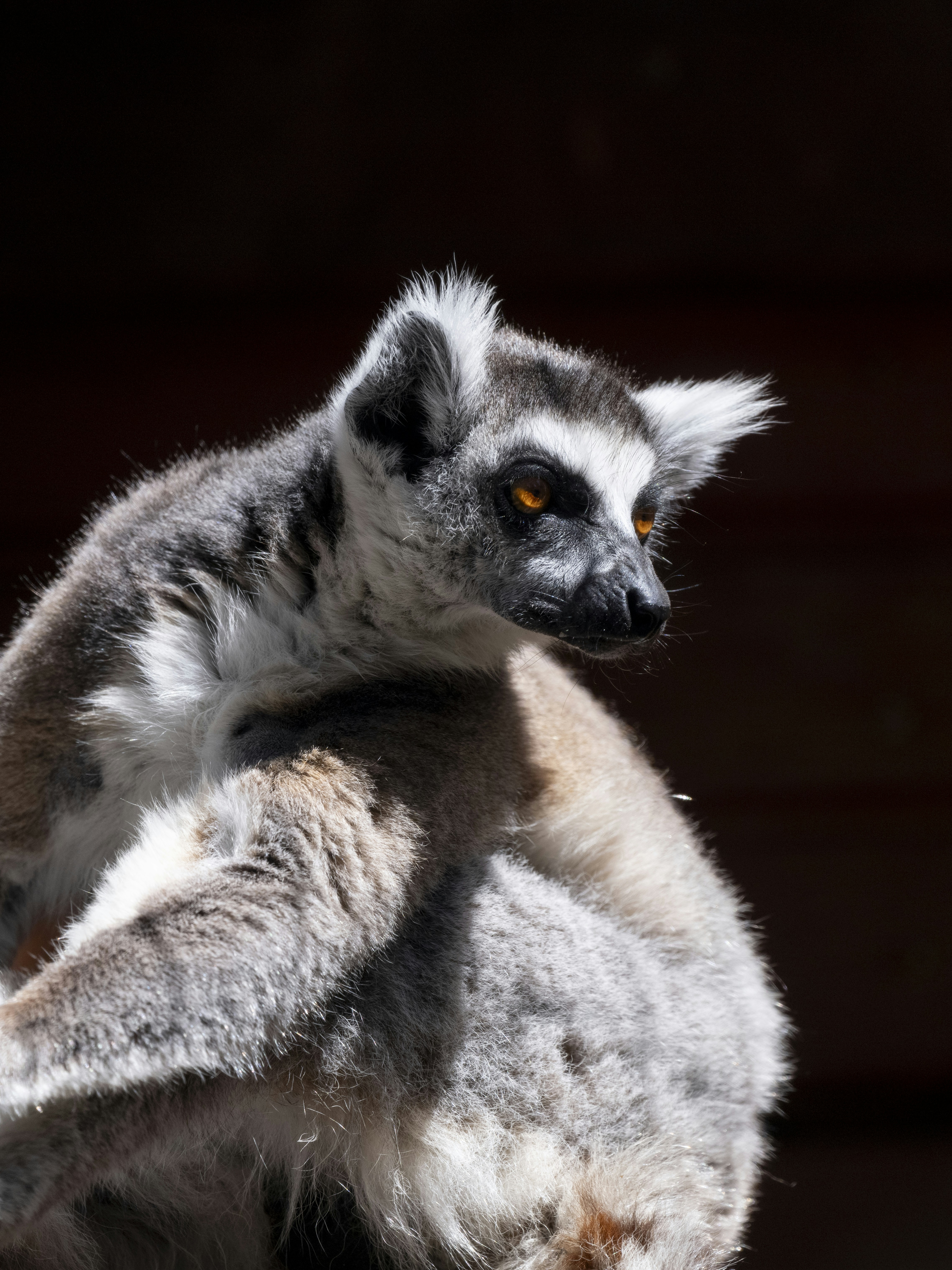 A ring-tailed lemur with striking orange eyes.