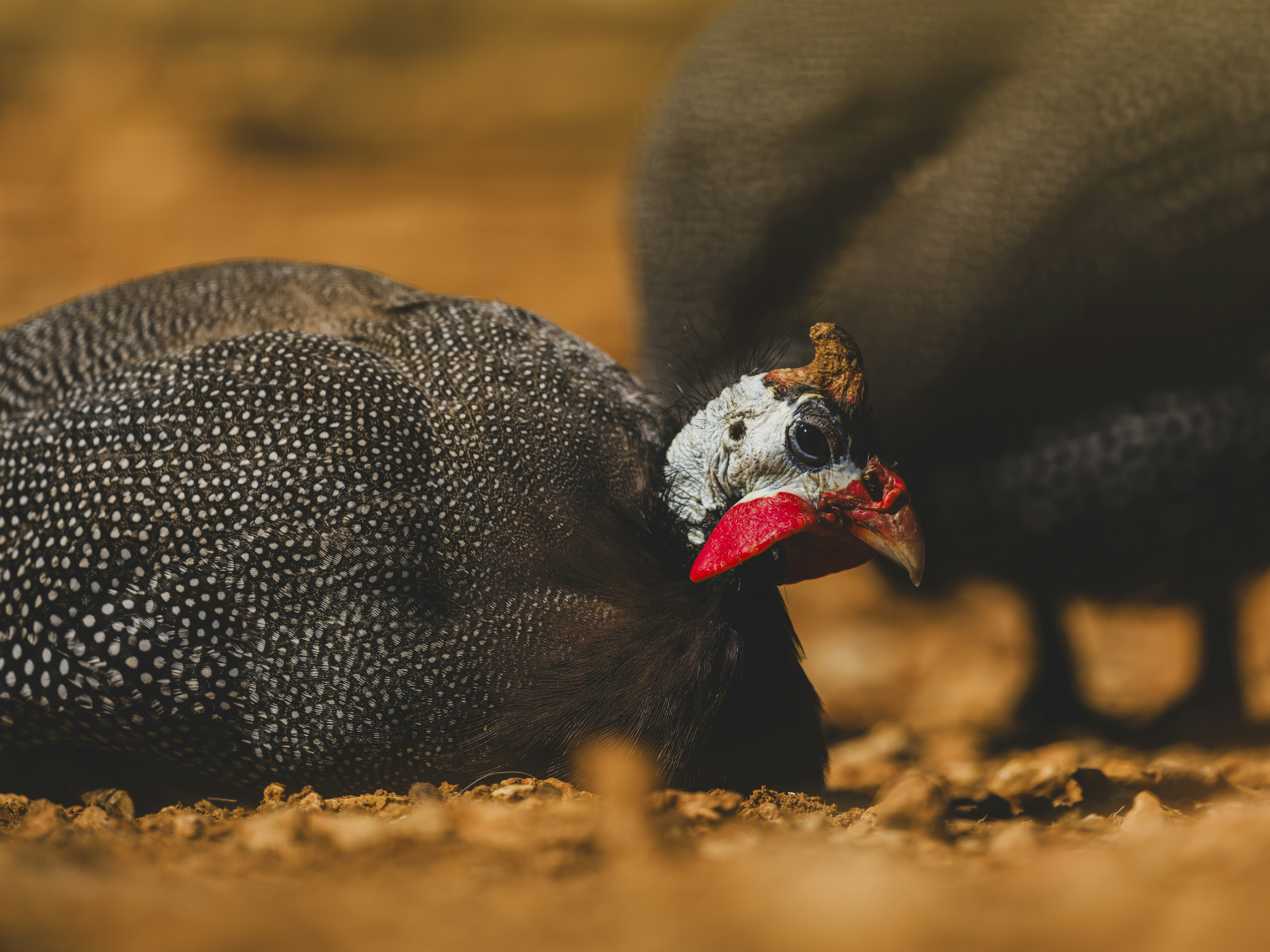 Two guinea fowls resting on the ground