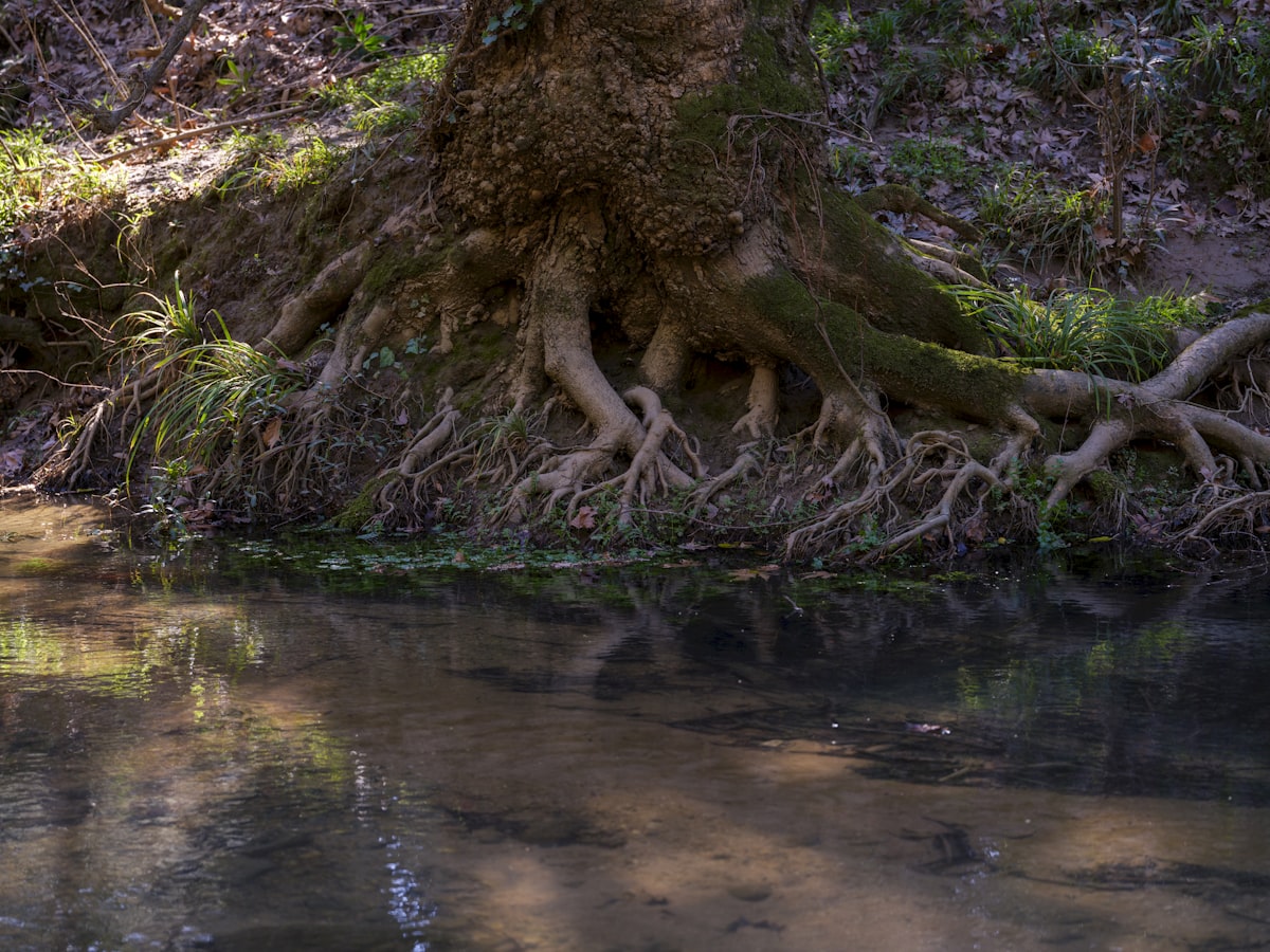 Sprawling exposed surface root system of a mature tree showing how shallow and wide tree roots actually grow underground in Wichita Kansas yards