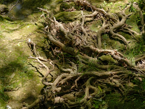 Exposed tree roots intertwined on mossy ground