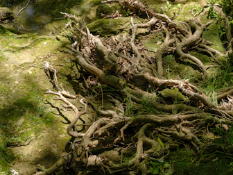 Exposed tree roots intertwined on mossy ground