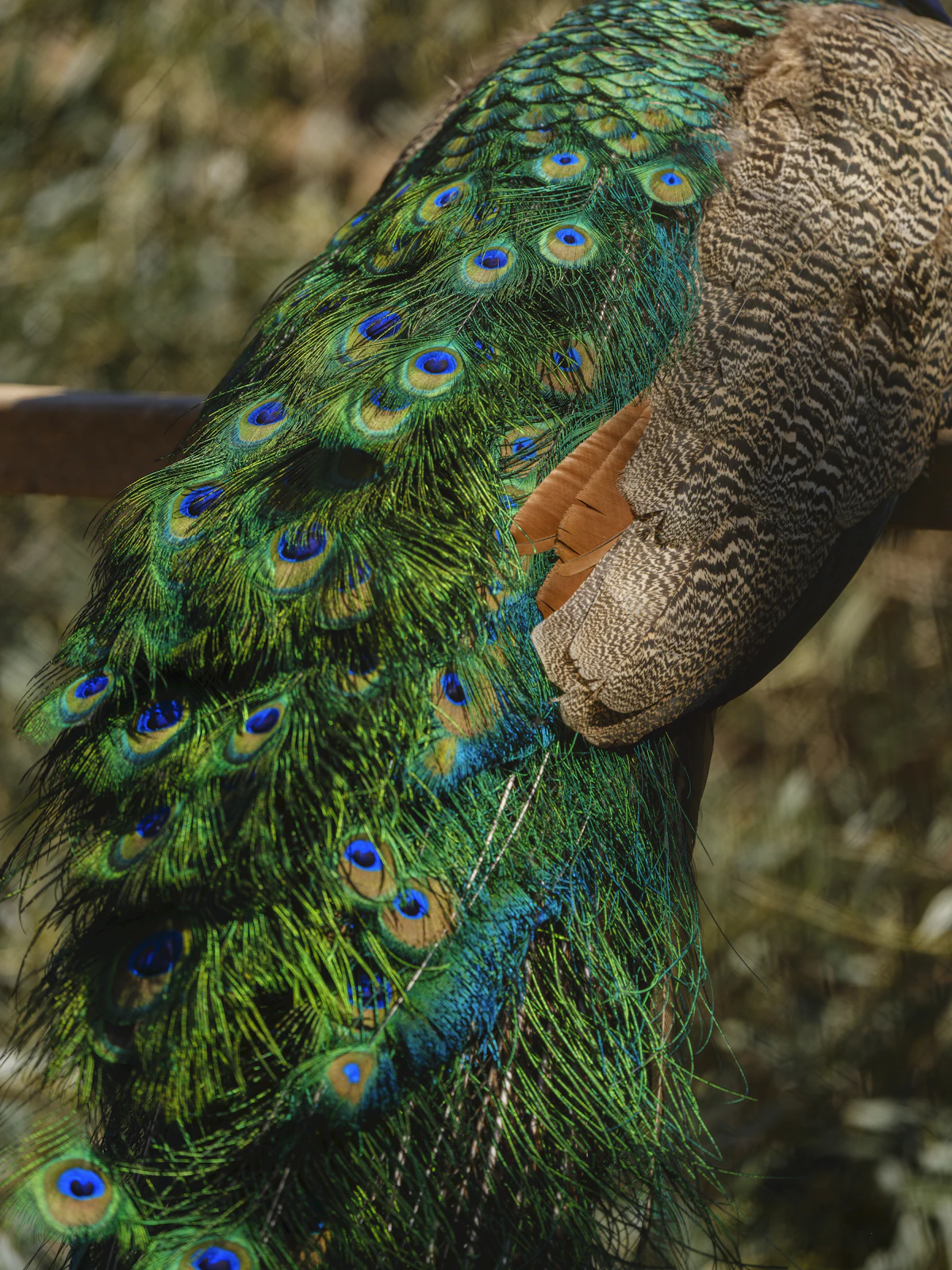 A close-up of vivid, layered feather colours evoking the costume artistry of Crop Over, the kind of specific detail AI-generated video cannot faithfully reproduce