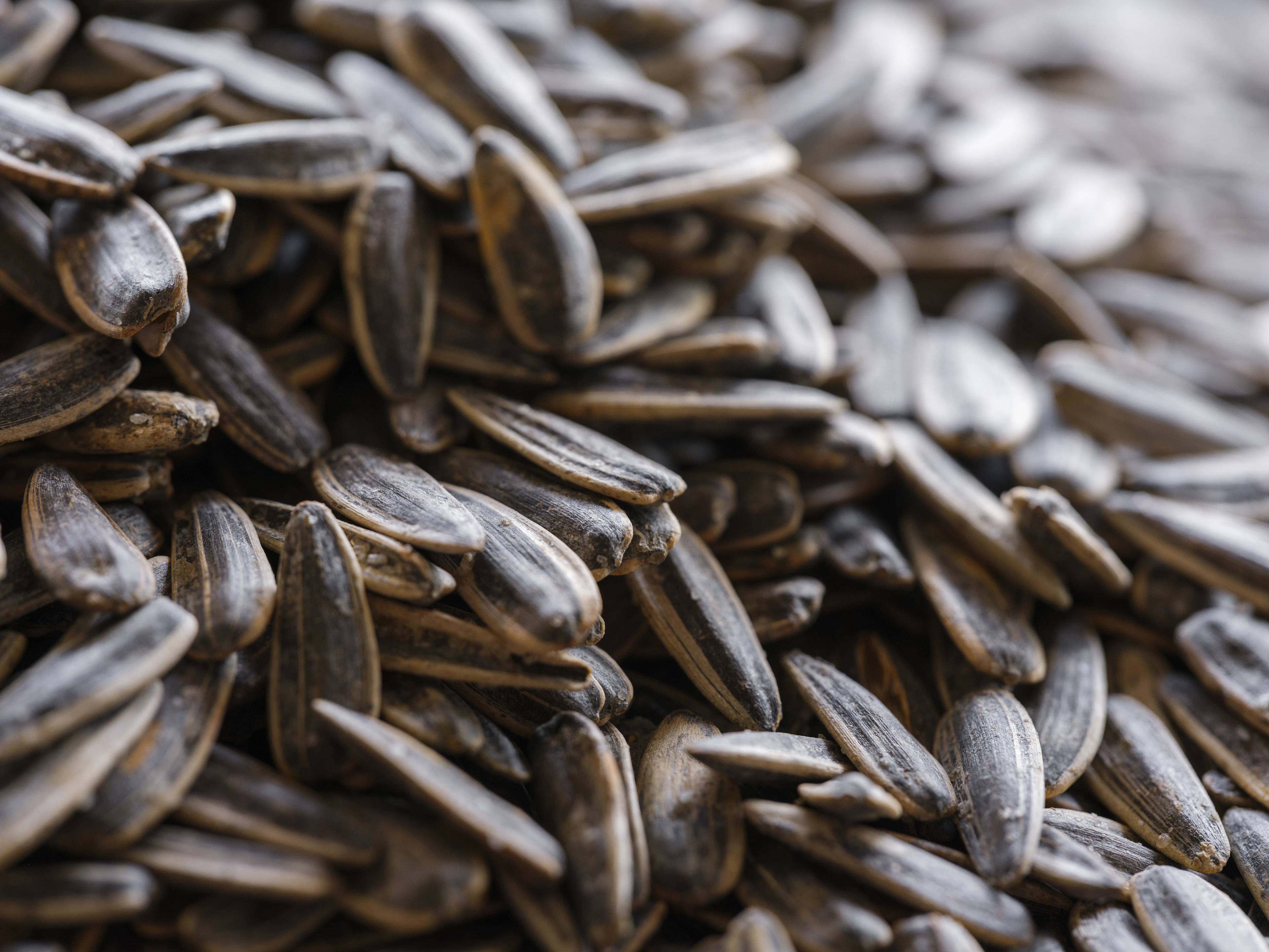 Sunflower seeds