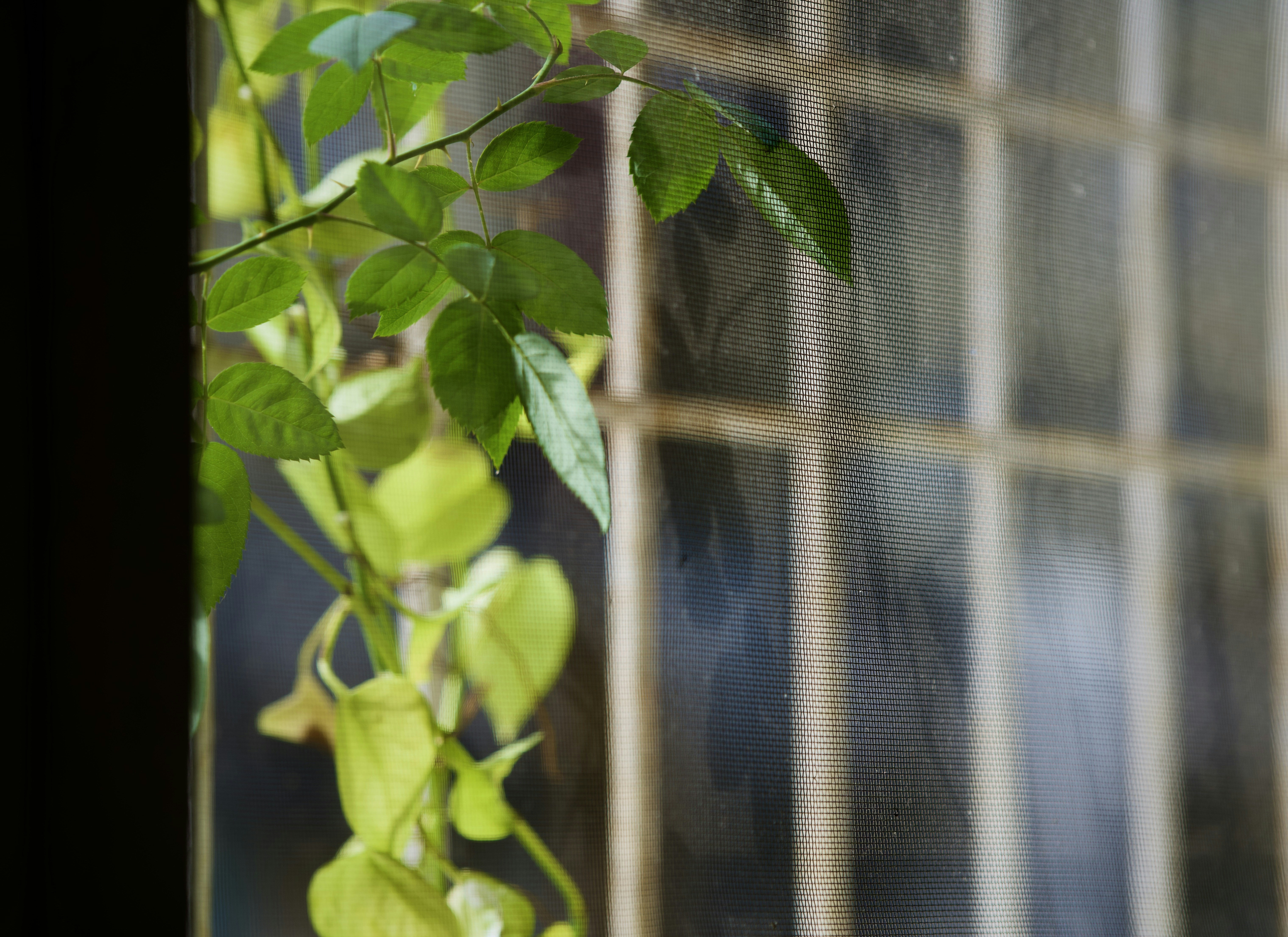 Photo by salmon_skin_roll_