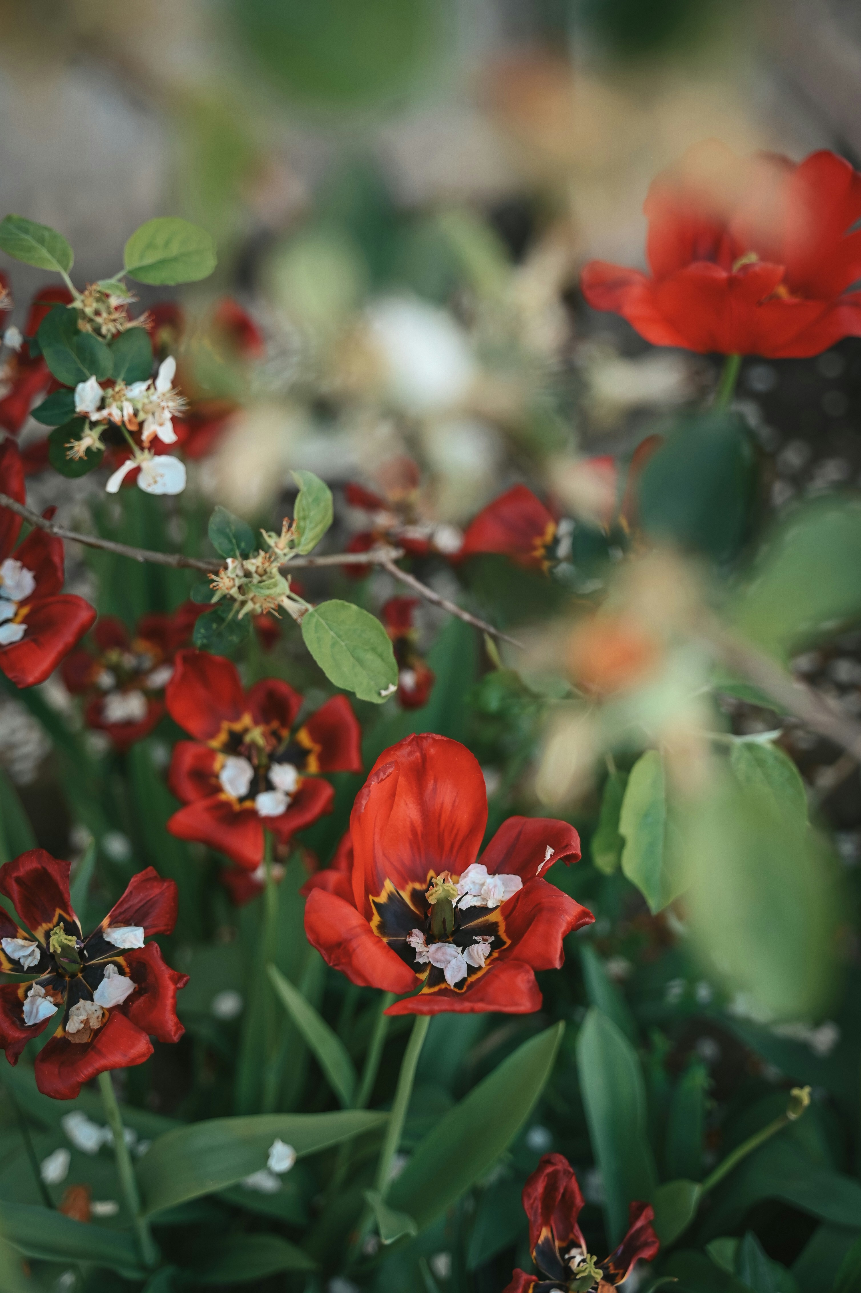 Tulipanes rojos con delicadas flores blancas y hojas verdes.