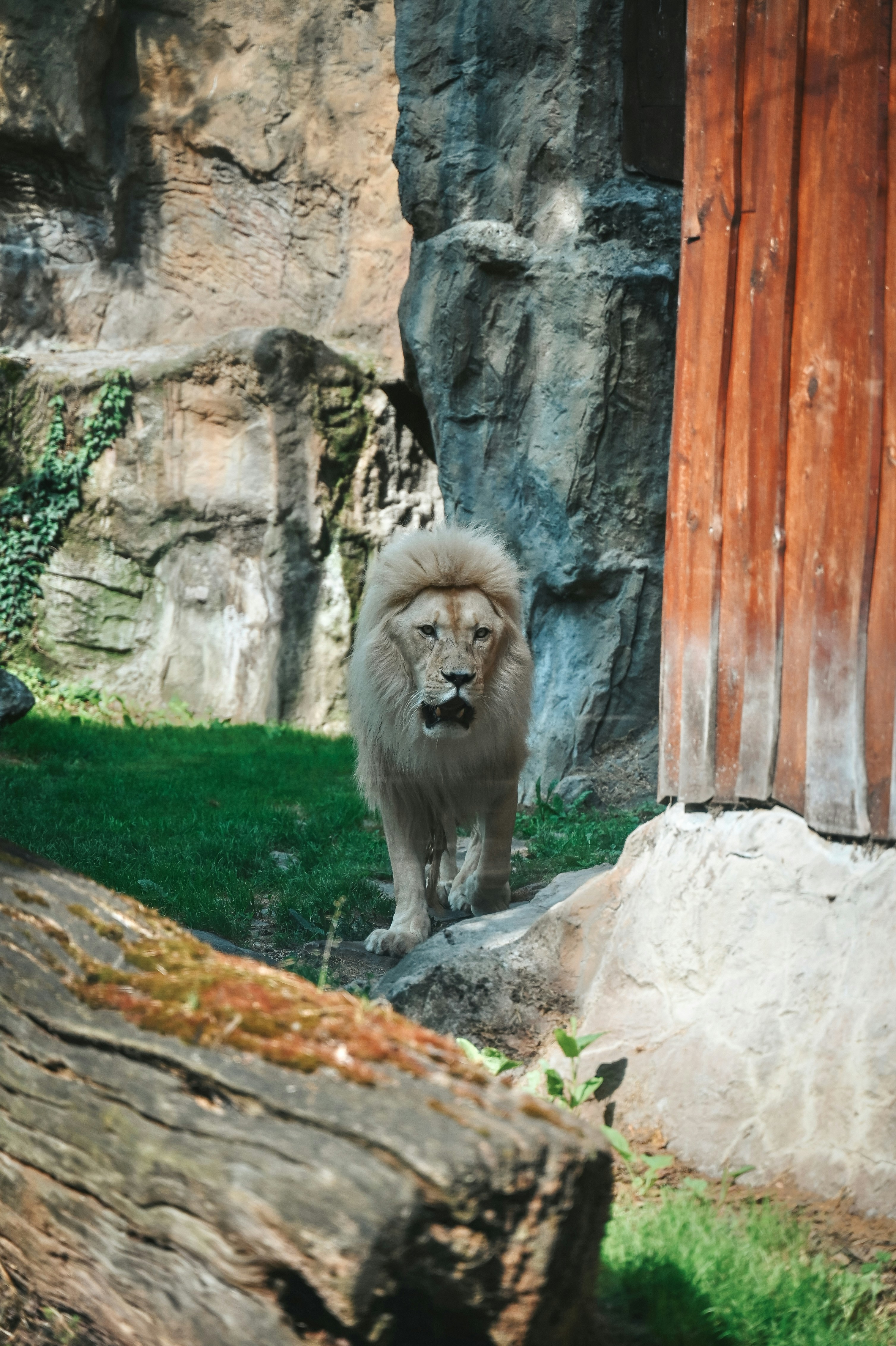 Un majestuoso león camina en un recinto cubierto de hierba.