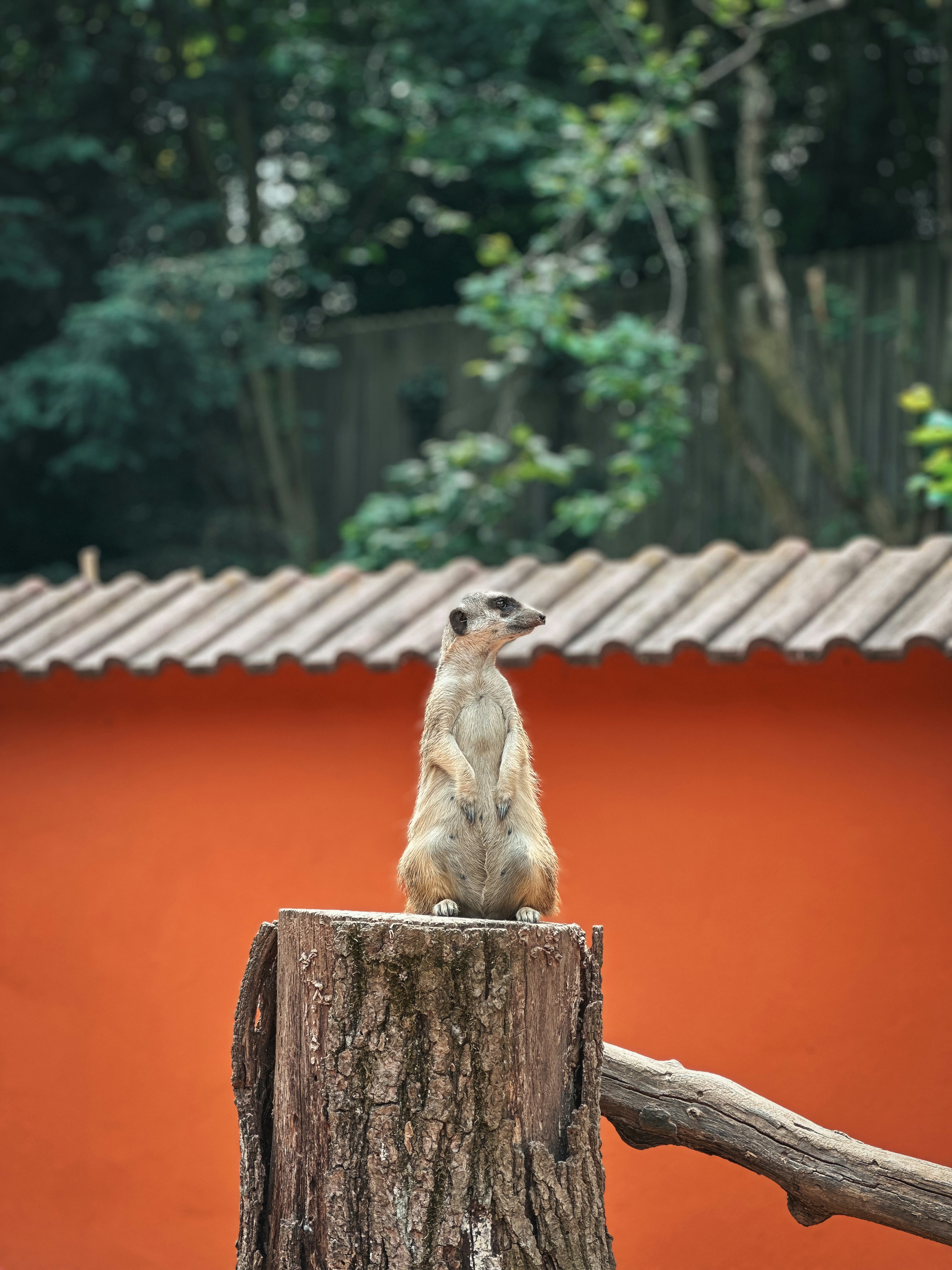 Un suricato se yerga erguido sobre el tocón de un árbol.