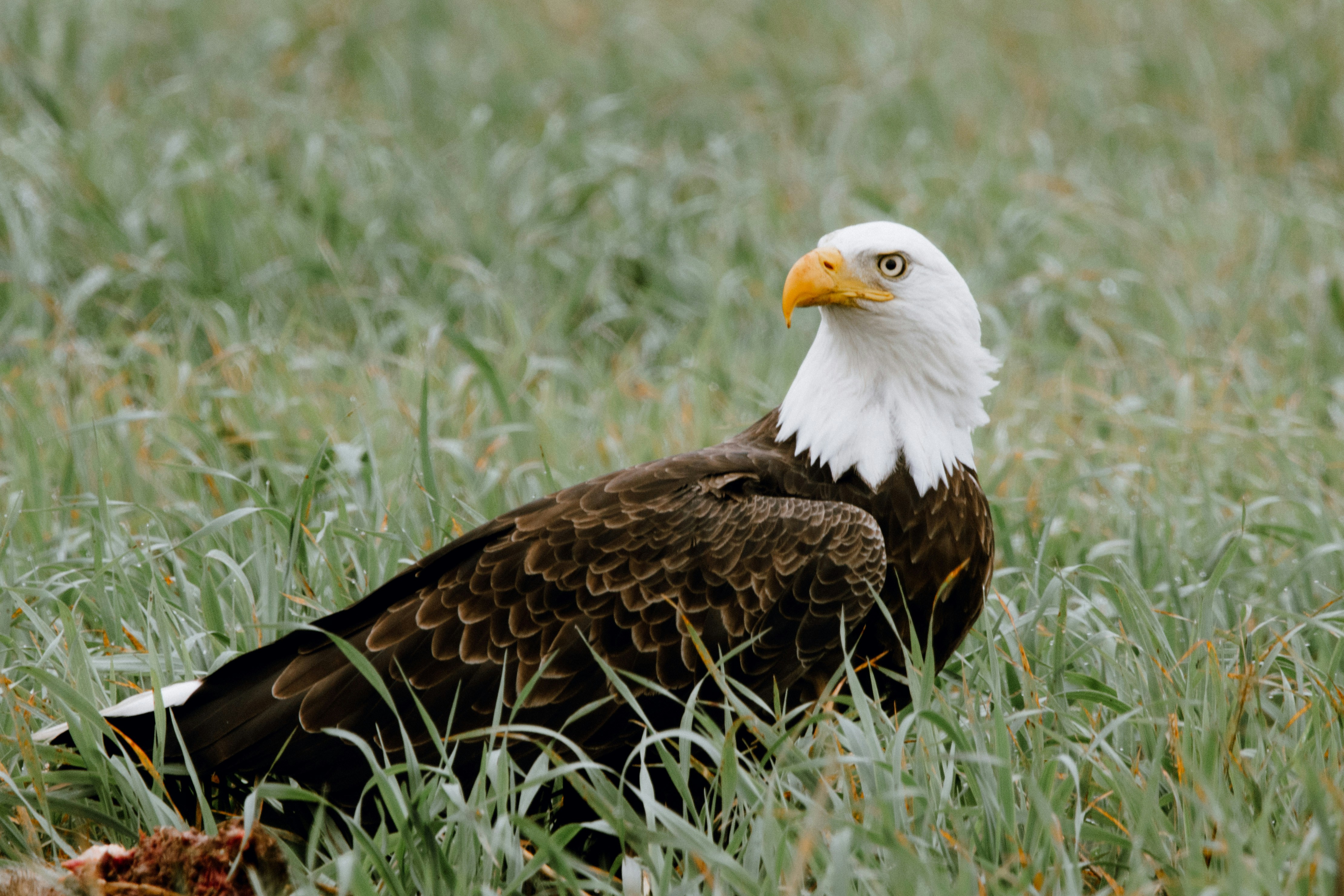 A bald eagle stands alert in tall grass.