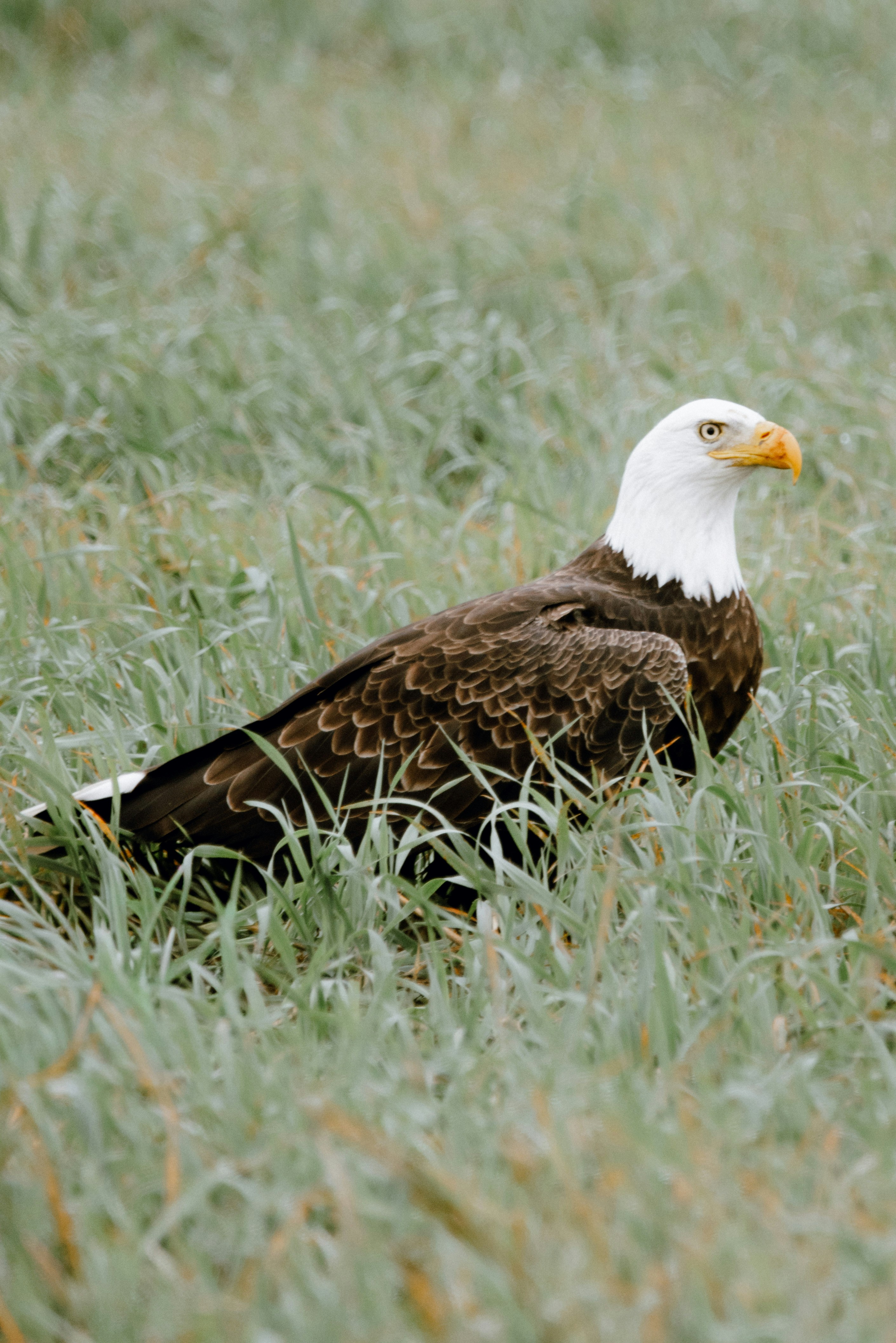 A bald eagle stands in tall green grass.
