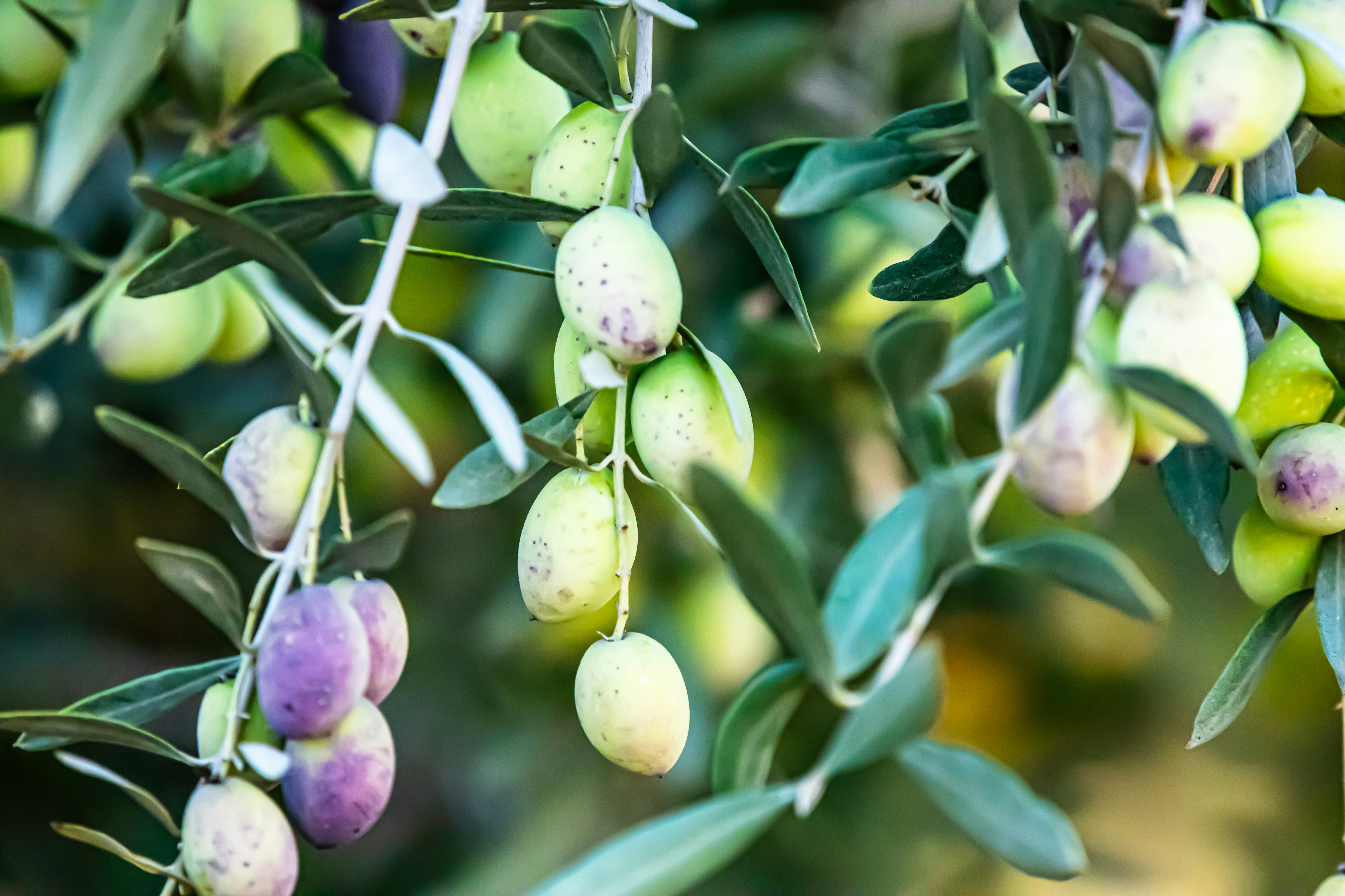 National Olive Day