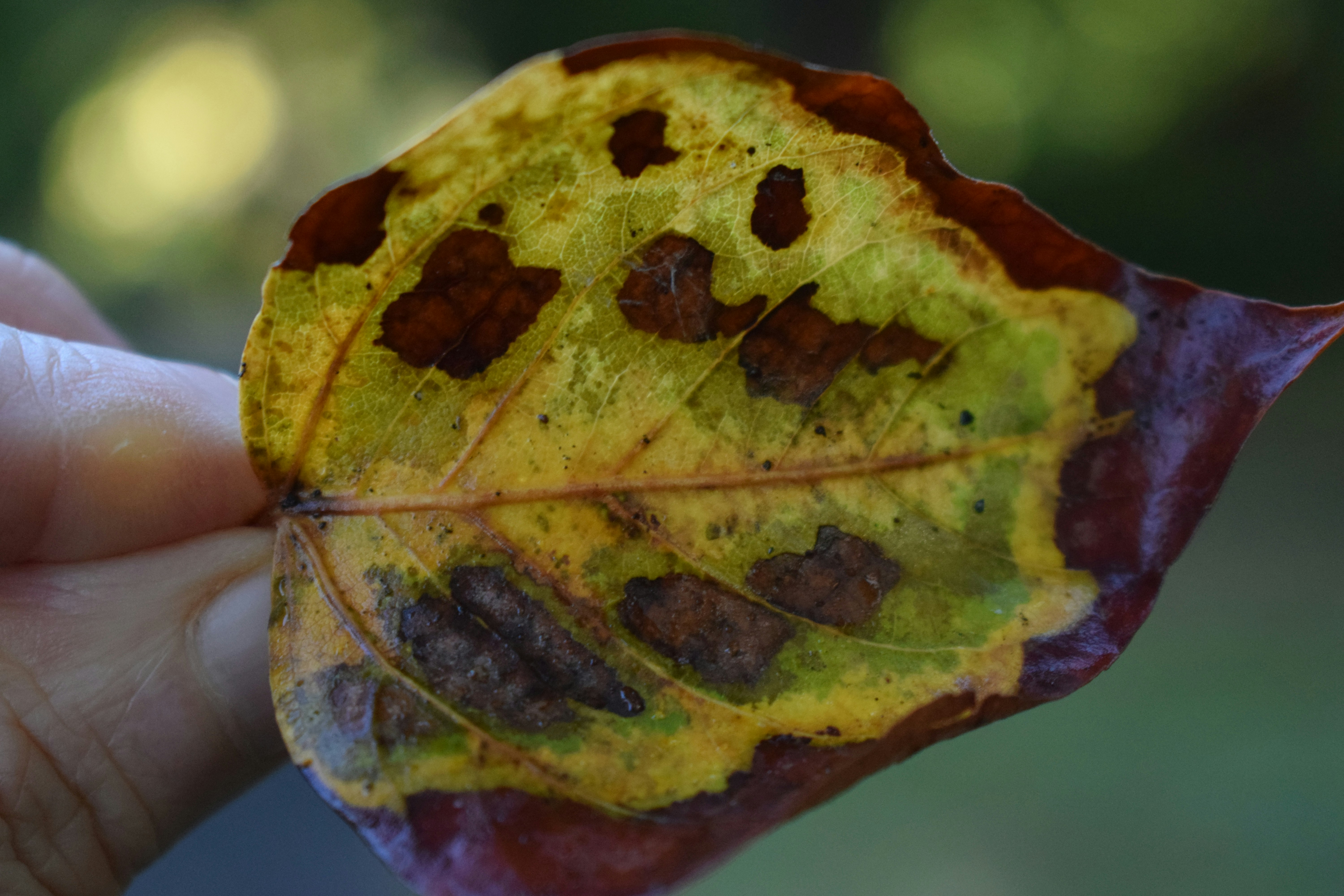 Autumn leaf with brown spots and yellowing edges