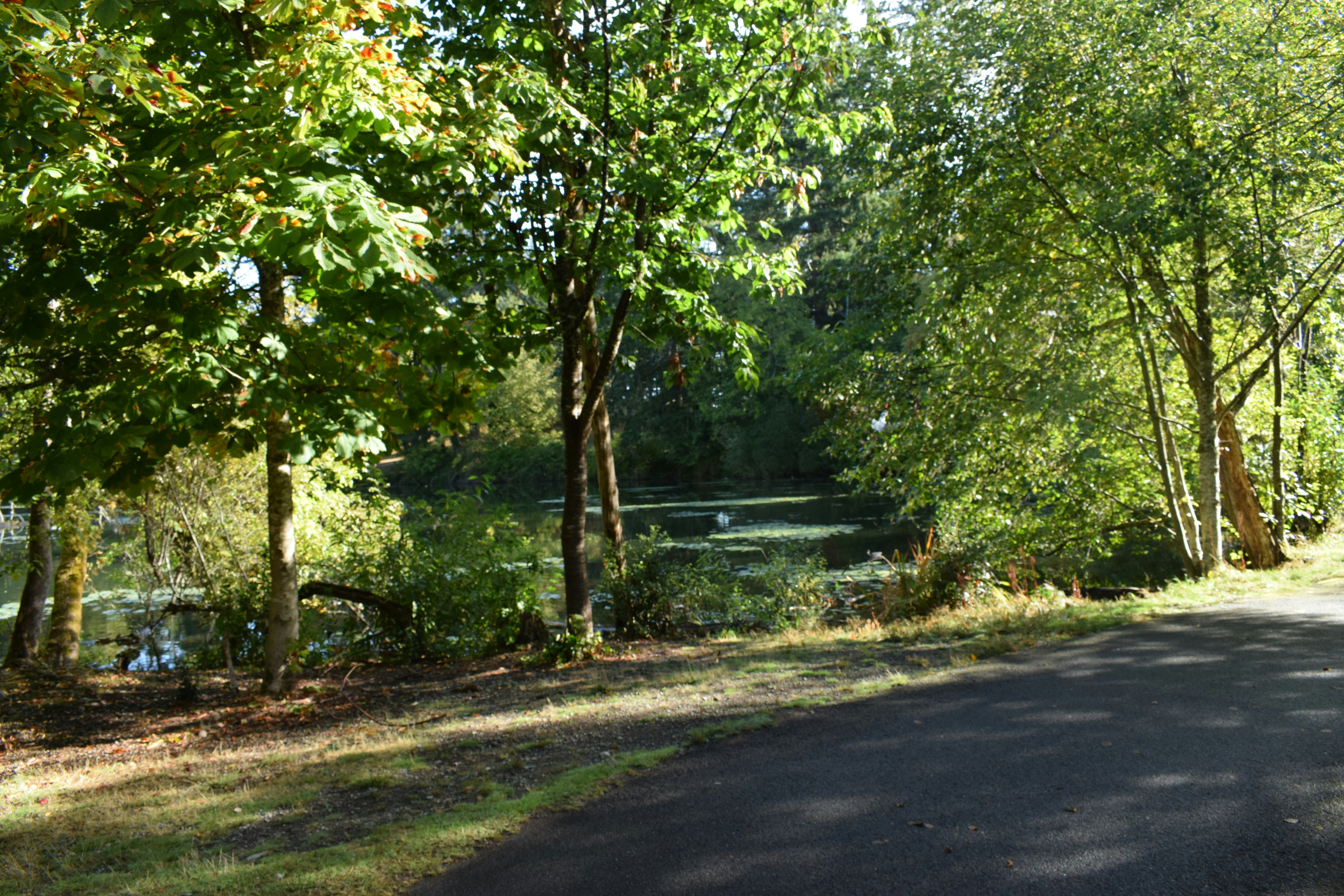 Trees line a tranquil pond on a sunny day.