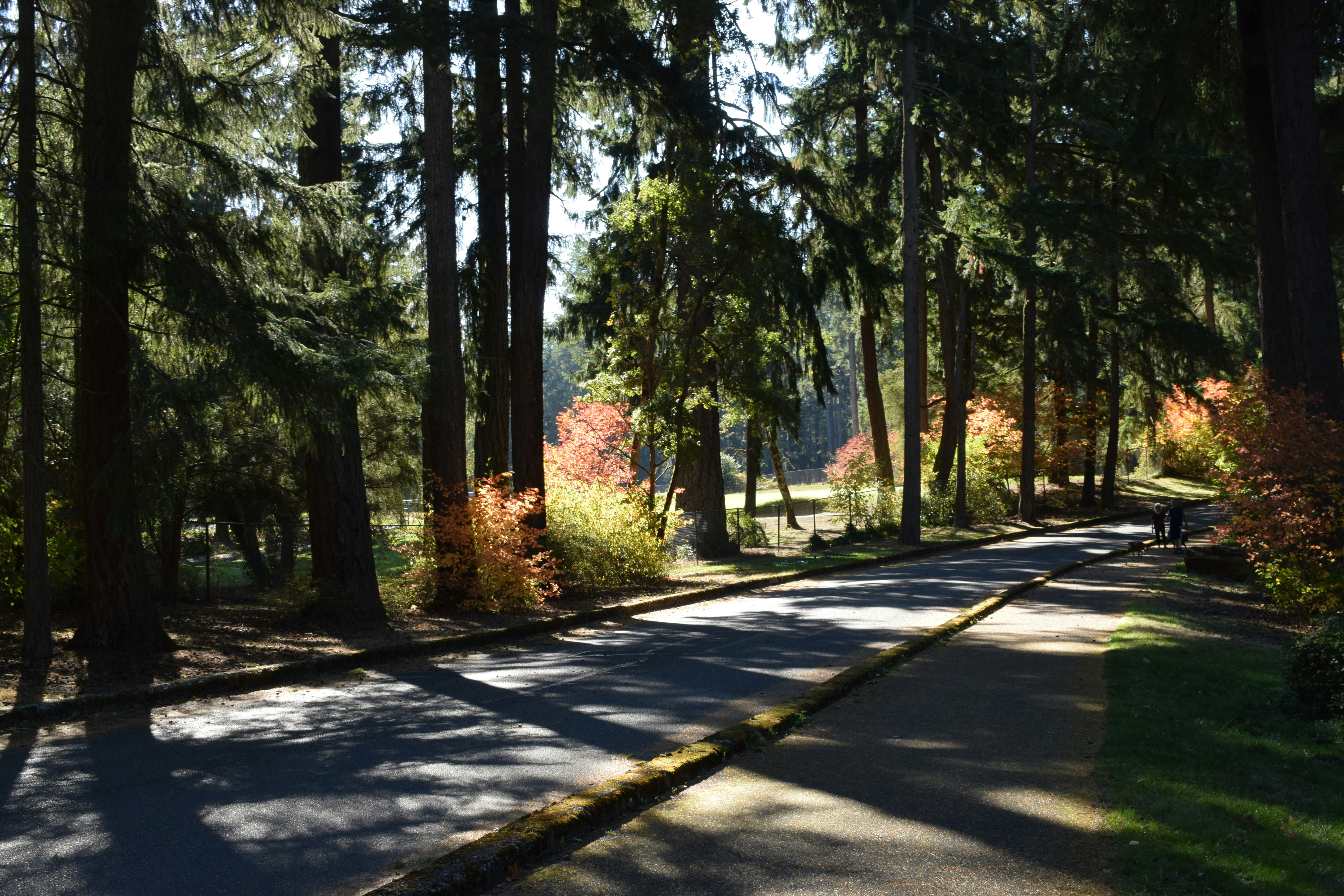 Sunny park path lined with tall trees and autumn foliage.