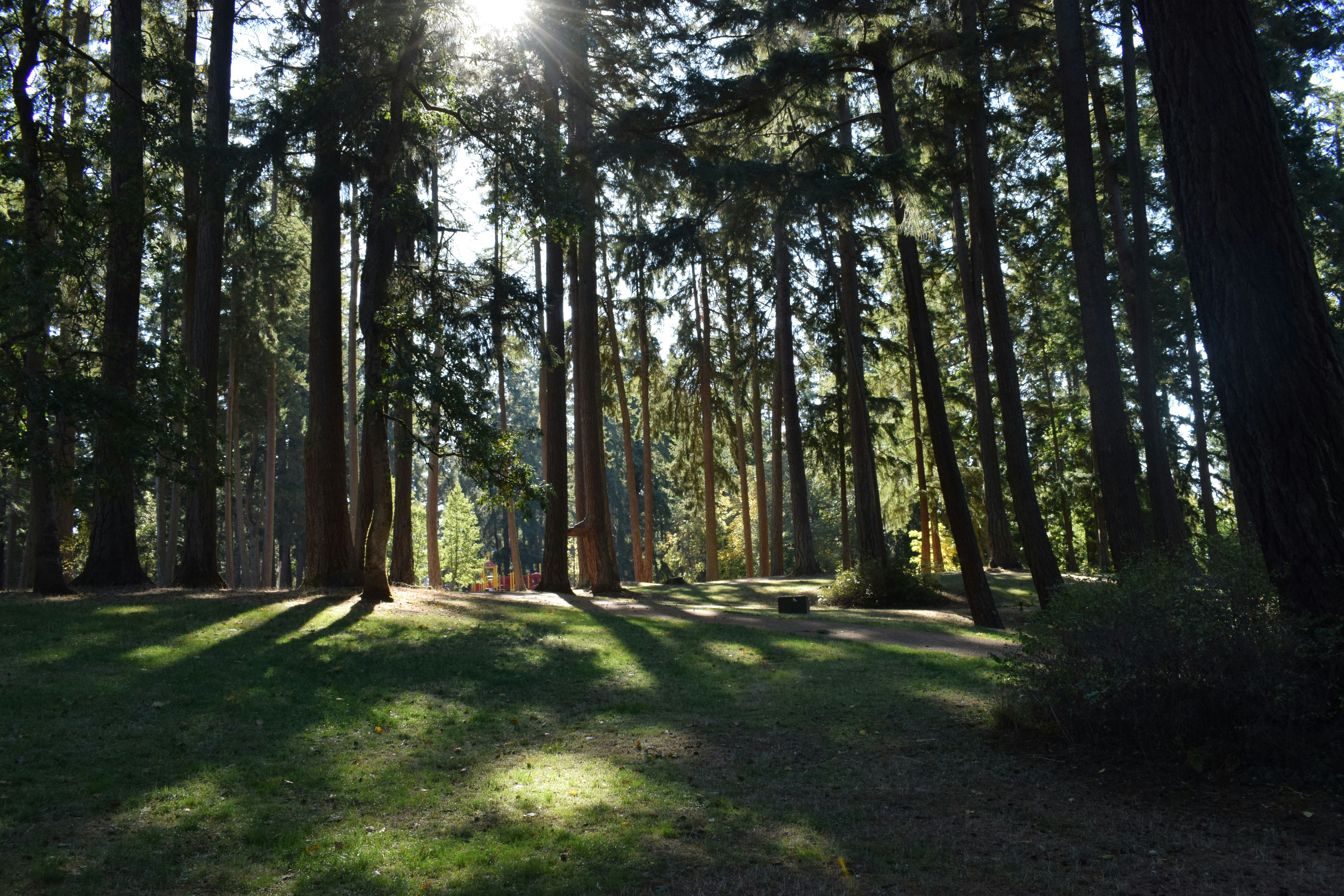 Sunlight streams through tall trees in a forest.