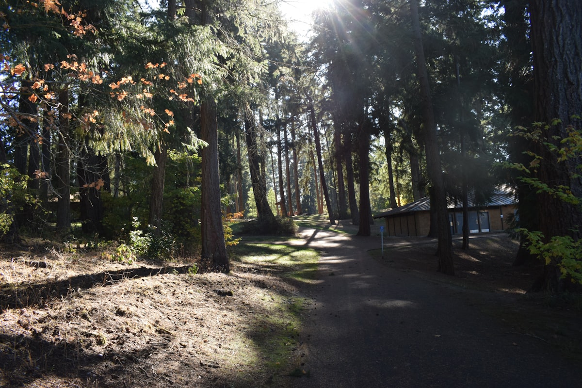 Sunlight streams through tall trees onto a forest path